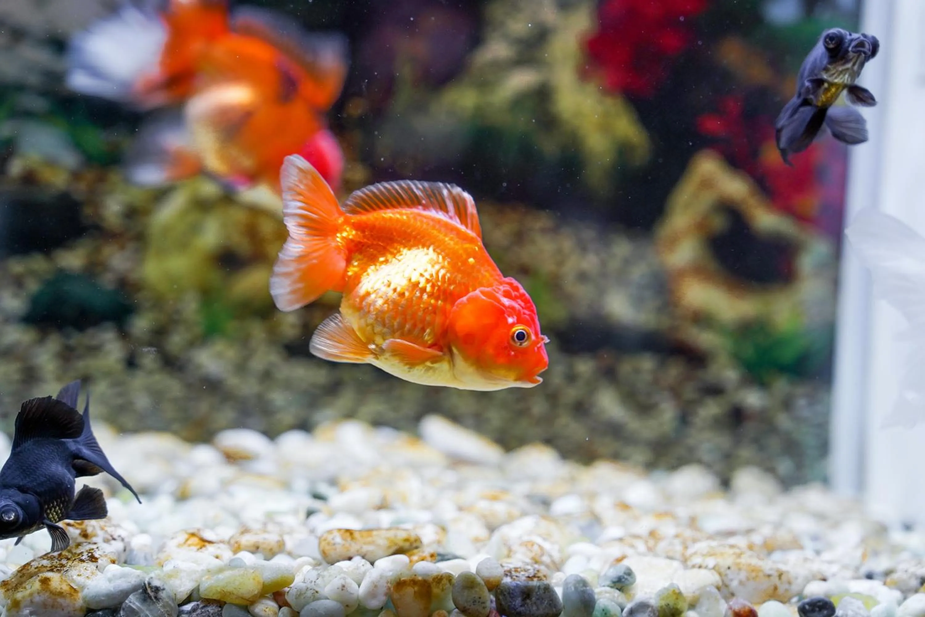 Animals in Pukha Nanfa Hotel