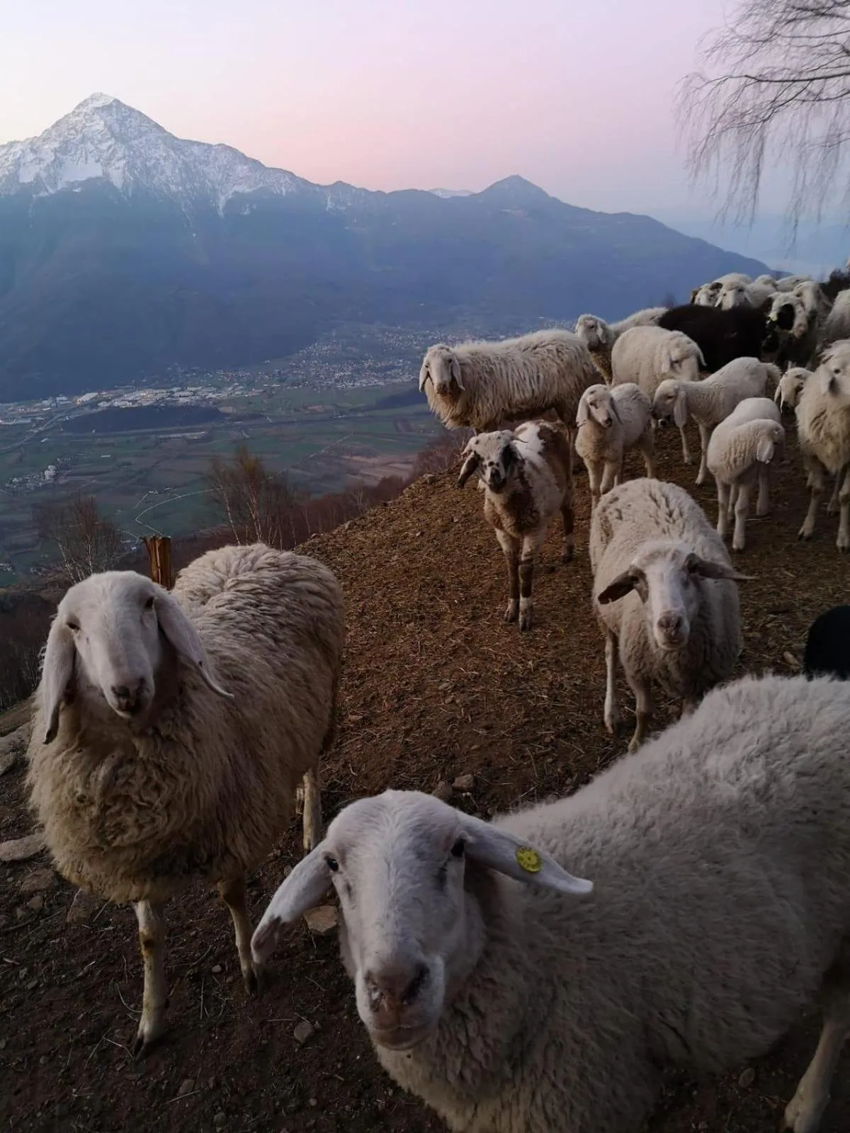 Animals in Agriturismo Giacomino