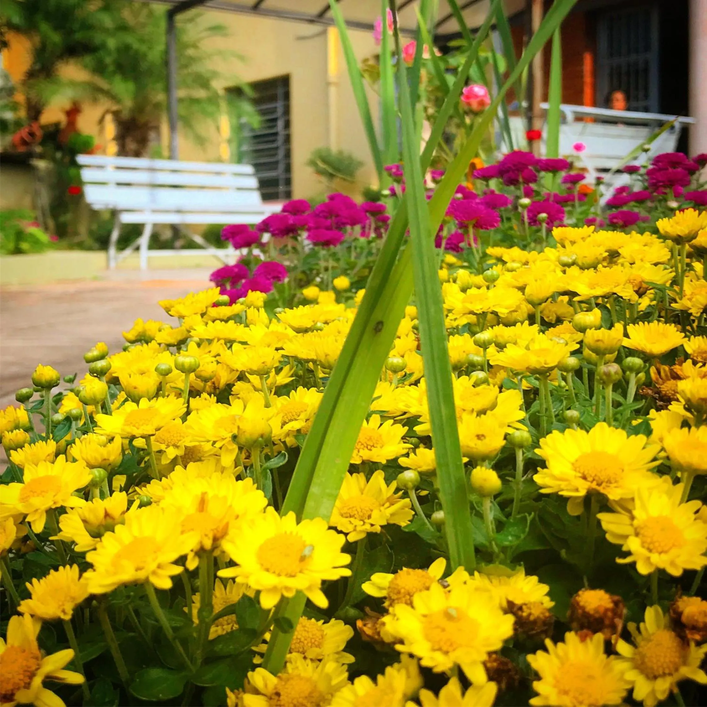 Garden view in Hotel Pousada São Lourenço