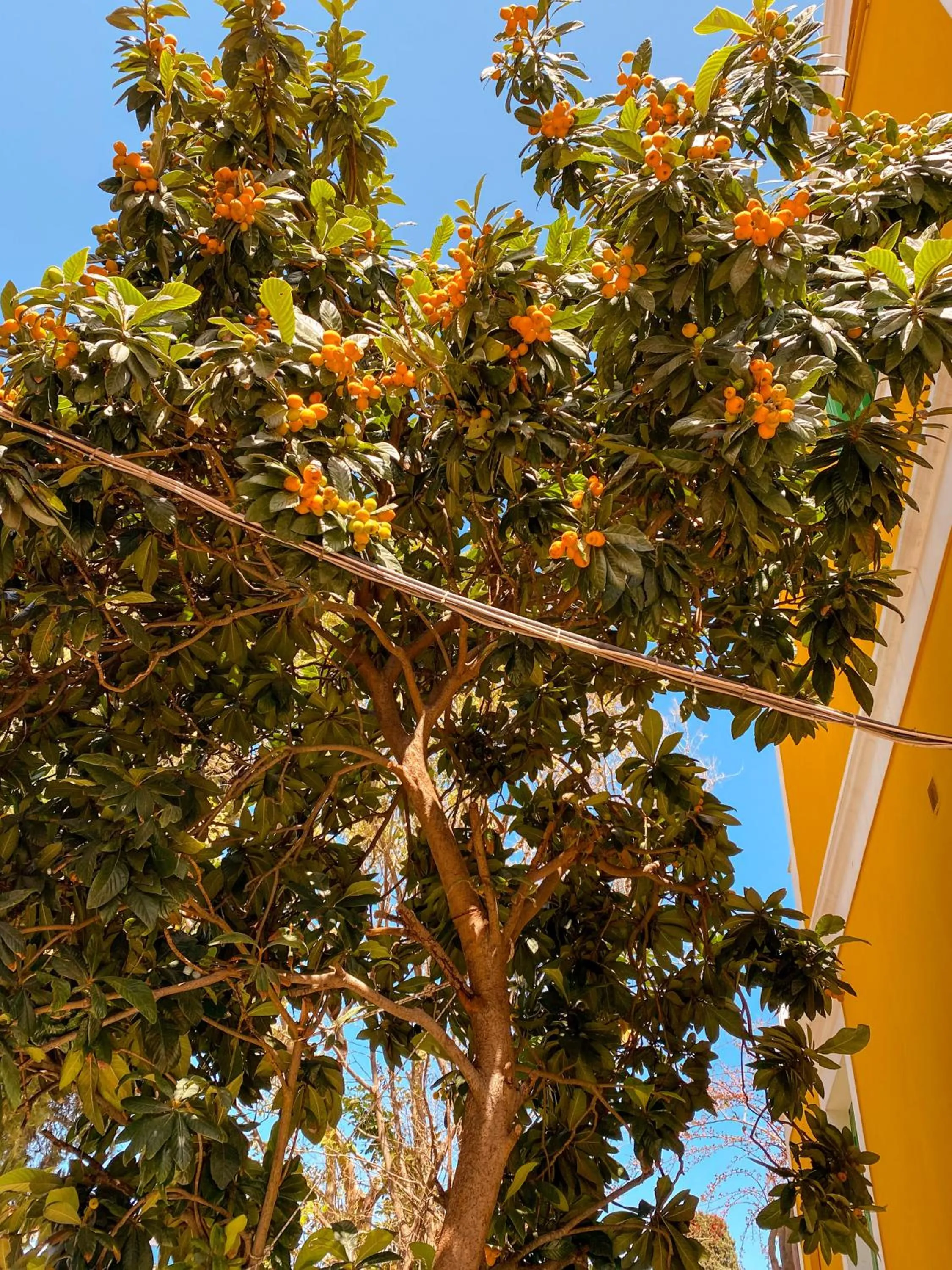 Garden in Symi Garden Studios