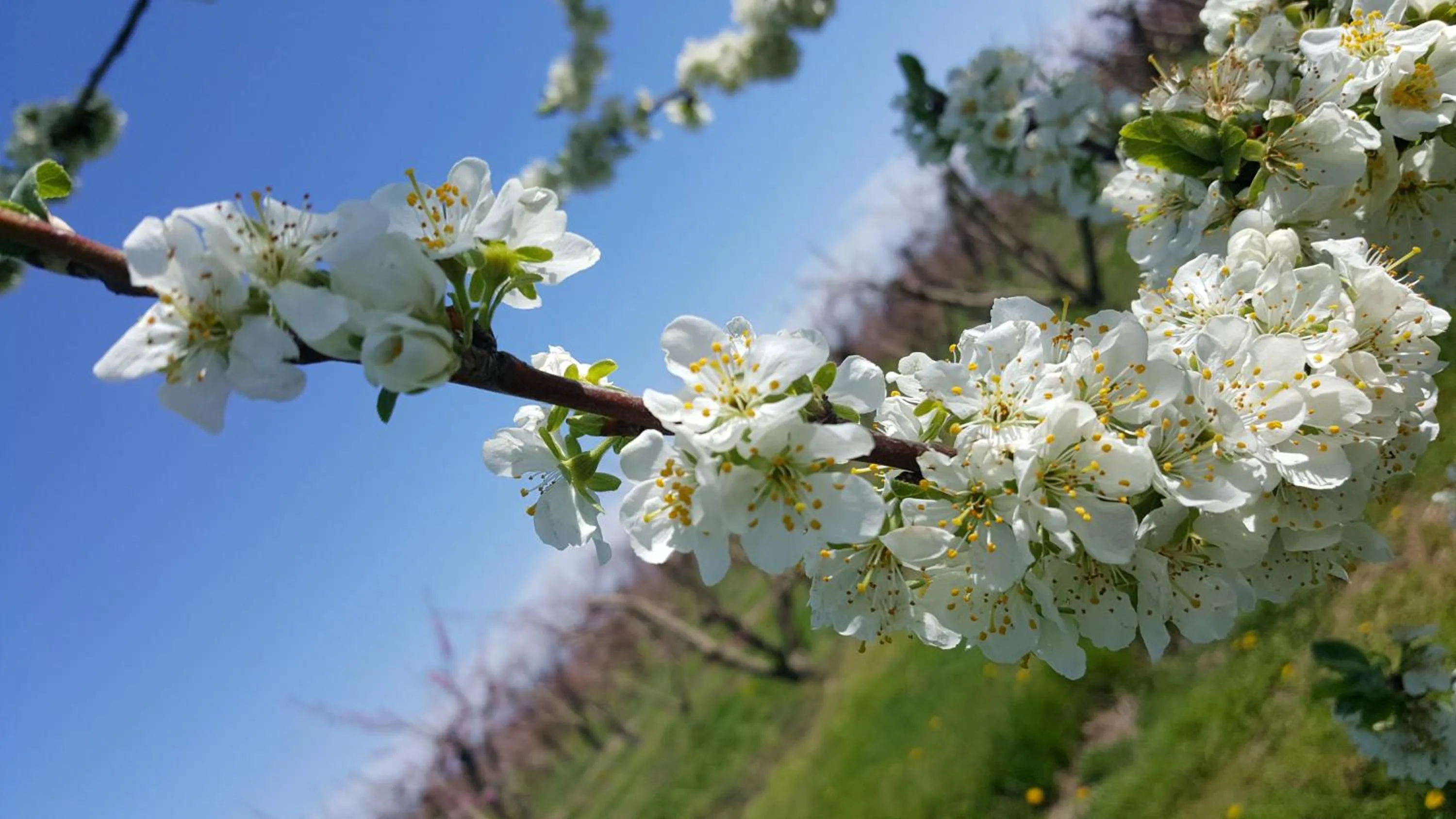 Spring in b&b Bigolin Cristina