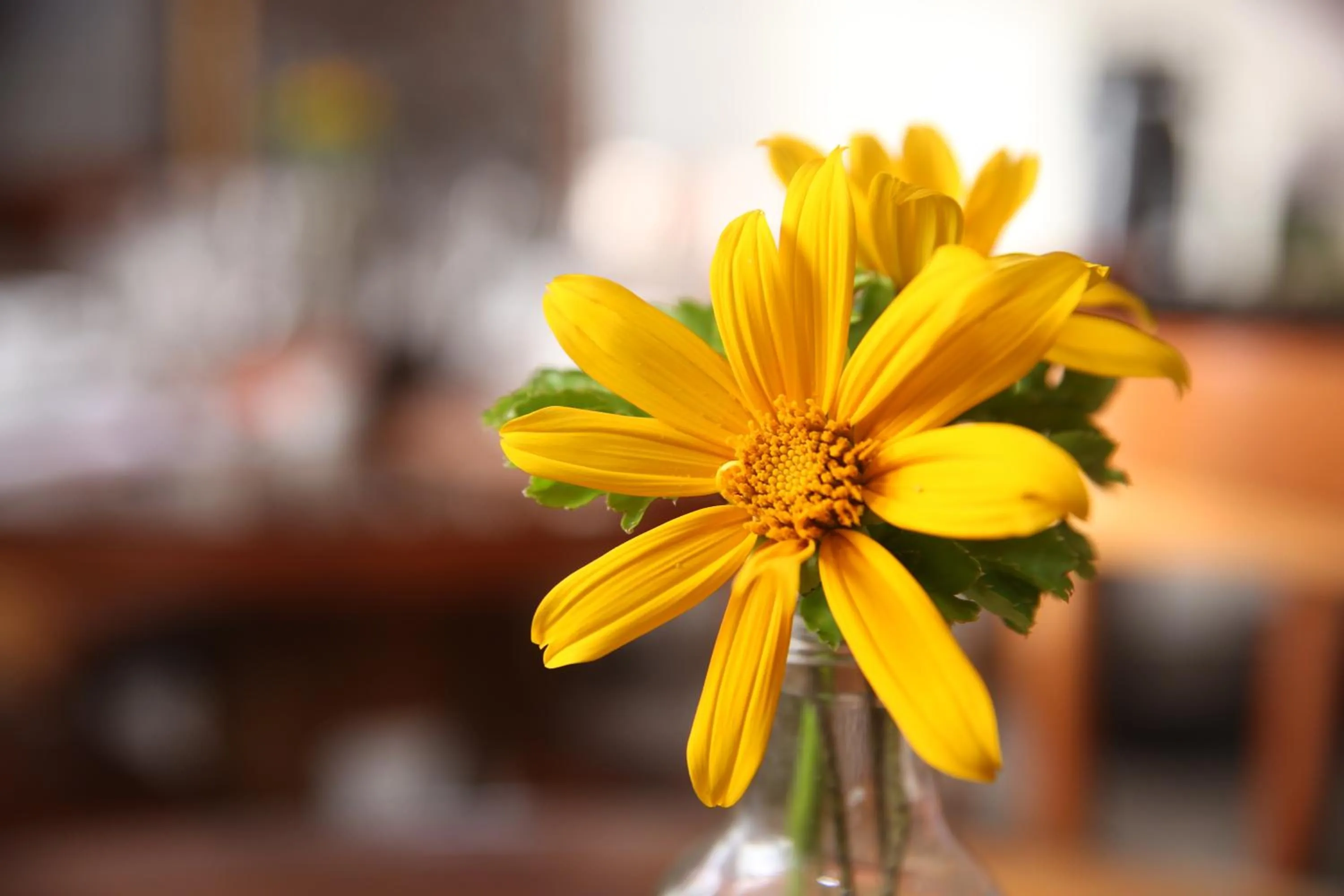 Kitchen or kitchenette in Pousada Alamoa