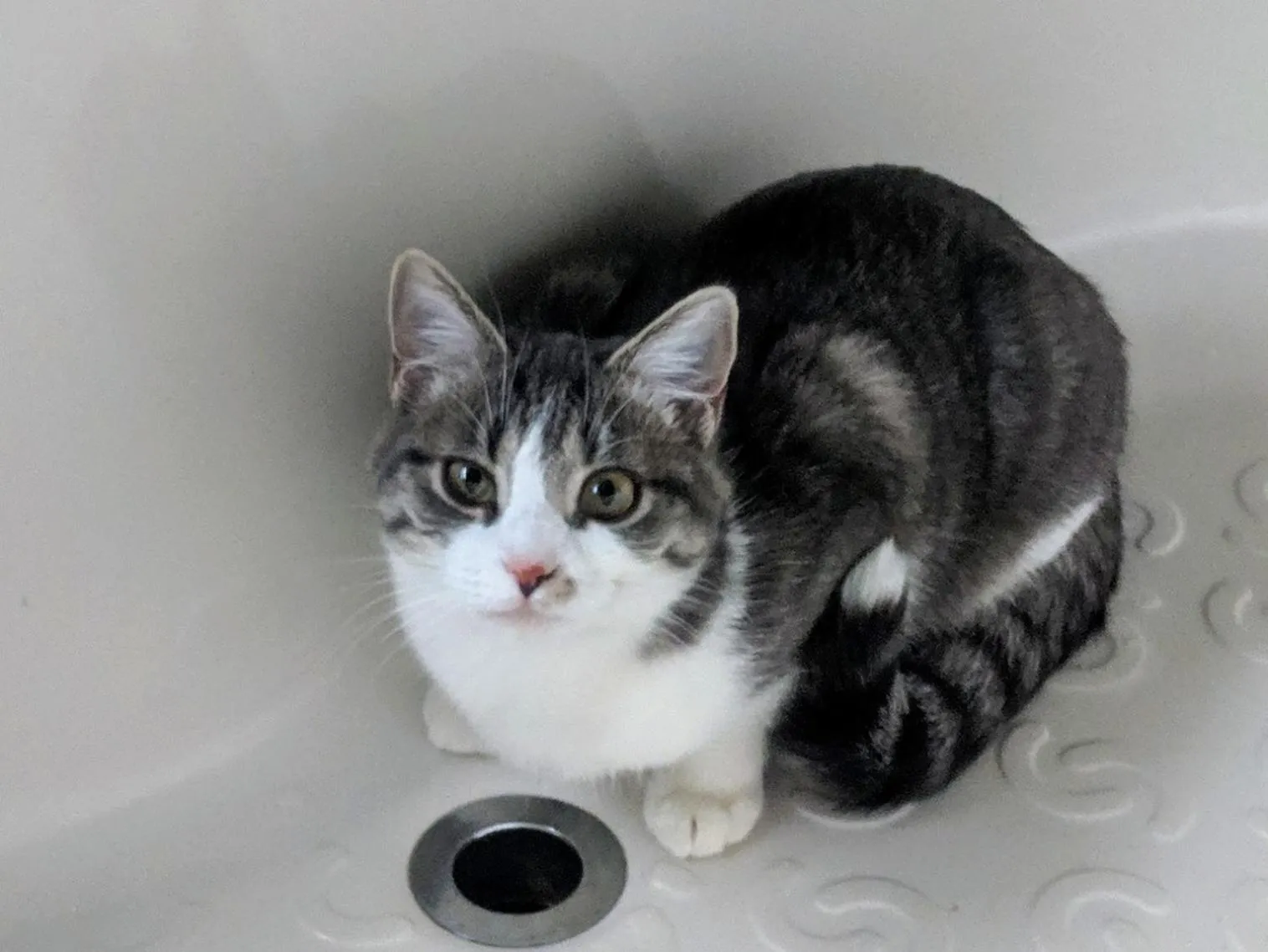 Animals in Three Bears Inn