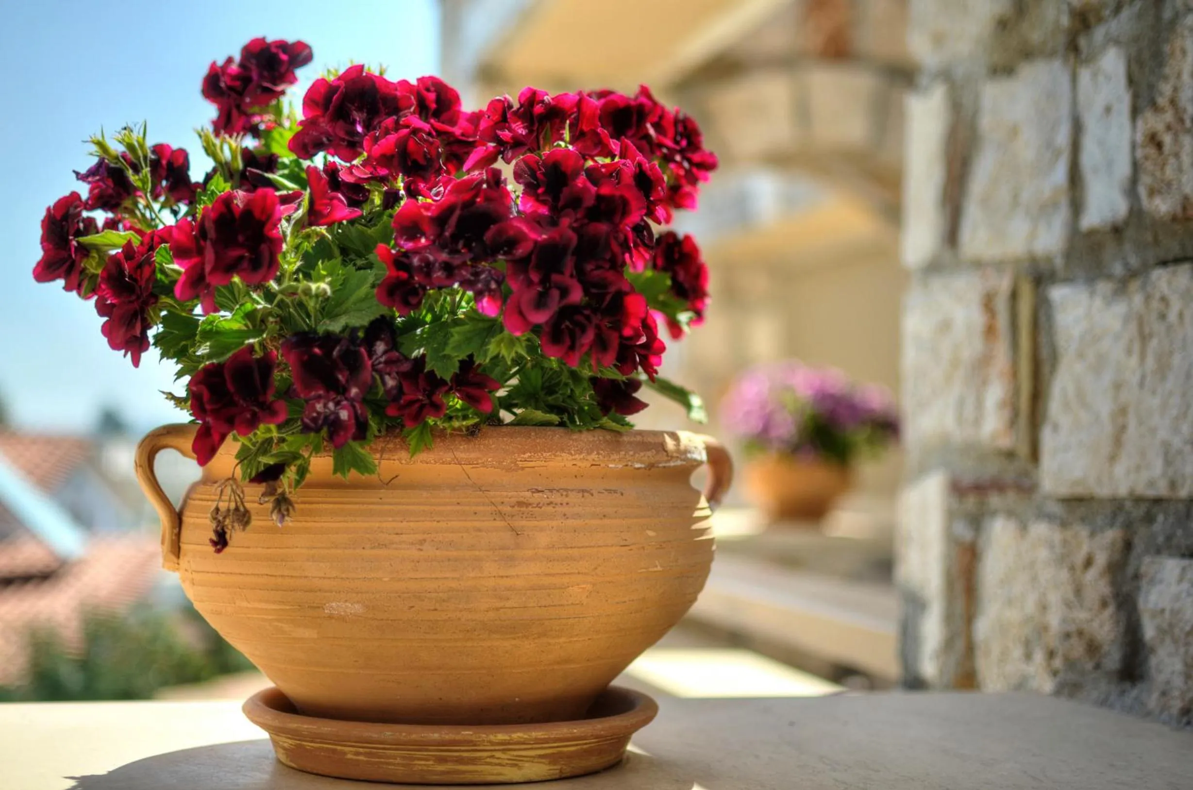 Garden in Enalio Suites