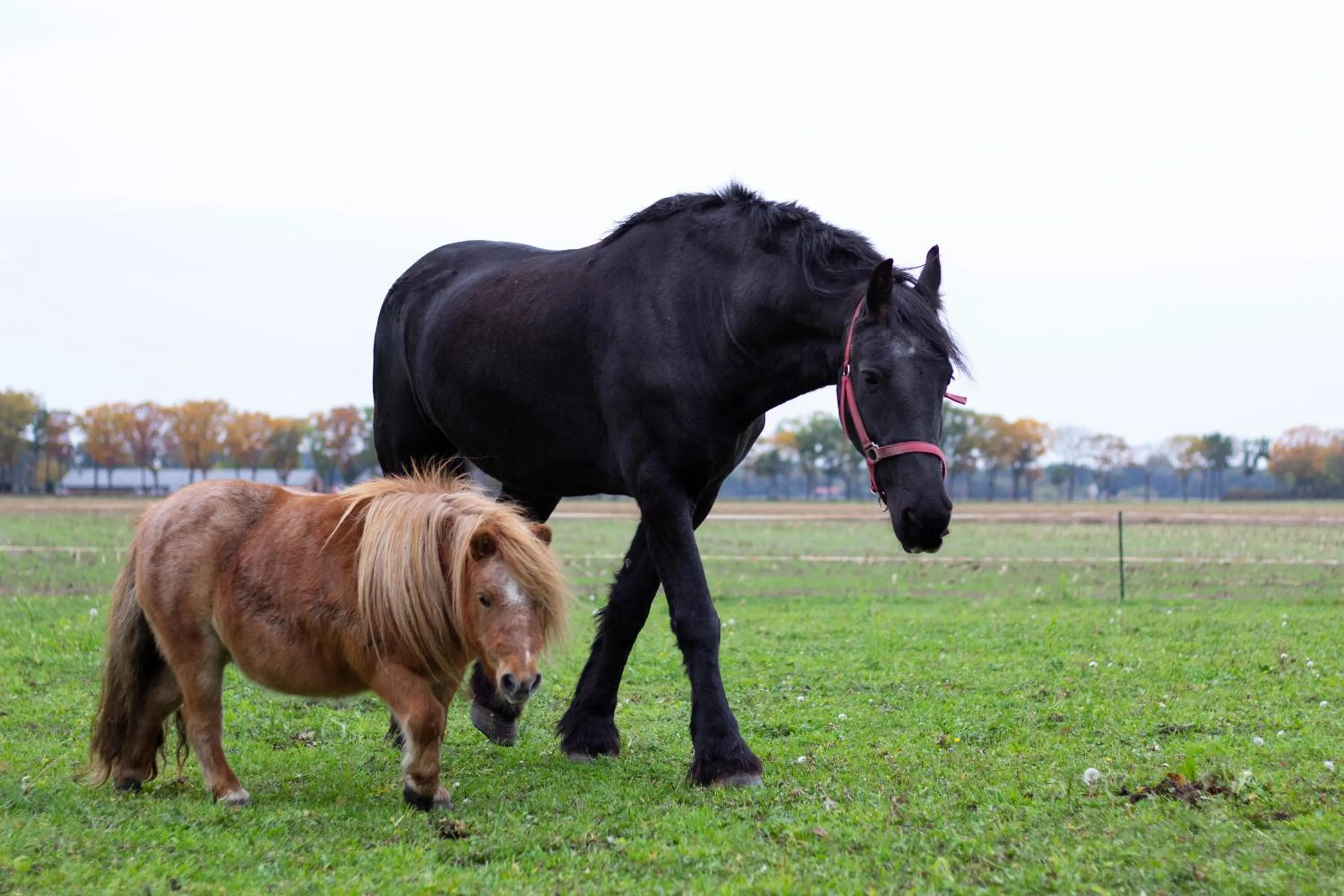 Day in Op d'n Stolberg