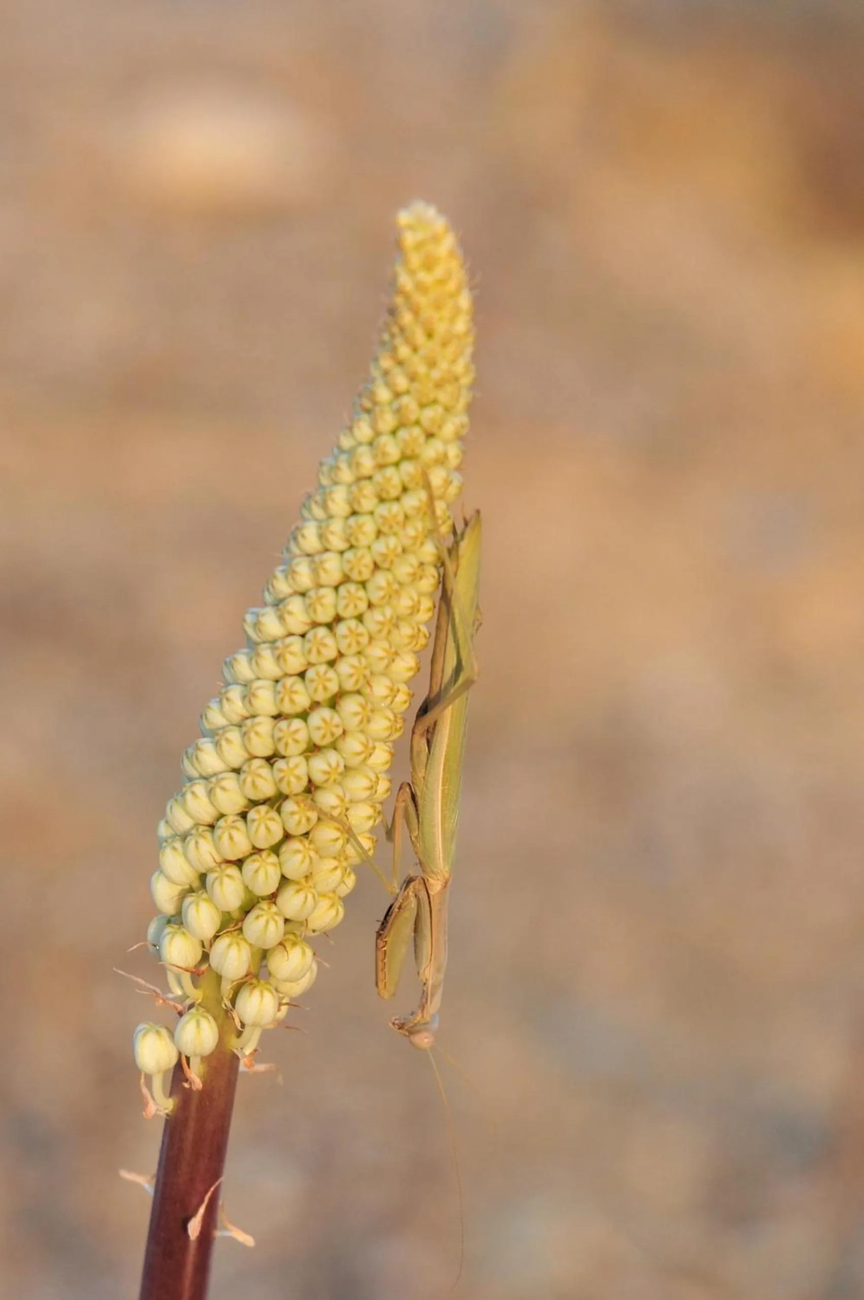 Other in Saronis Hotel