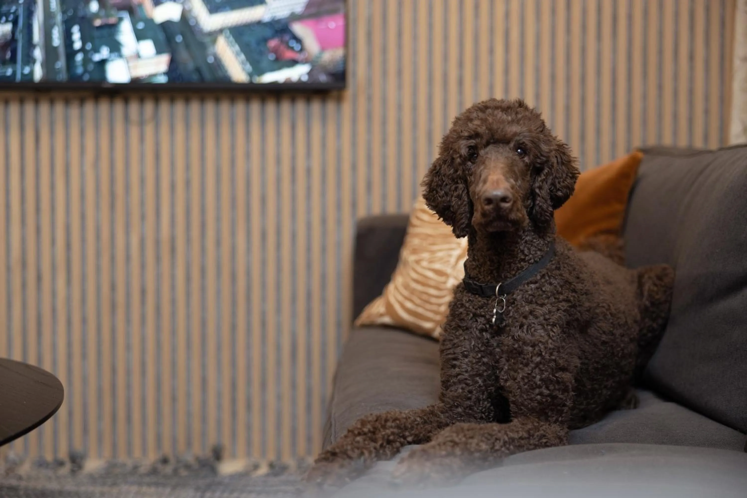 Pets in Hotel Söder