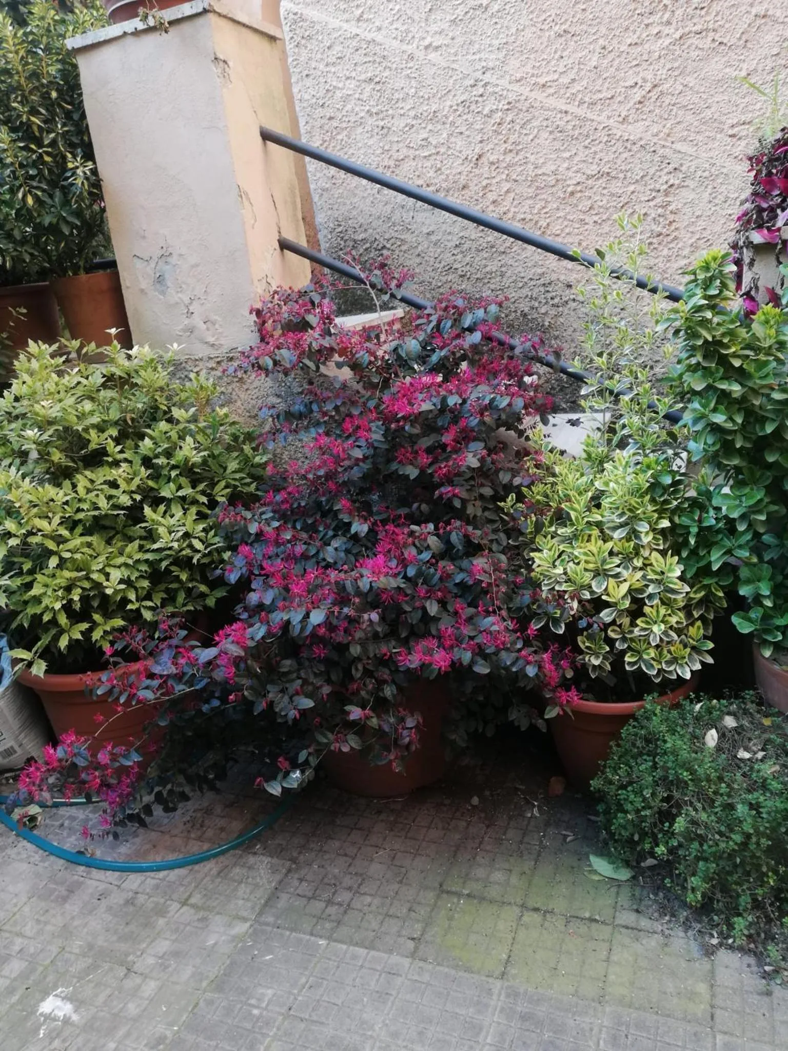 Tra Gianicolo e Trastevere