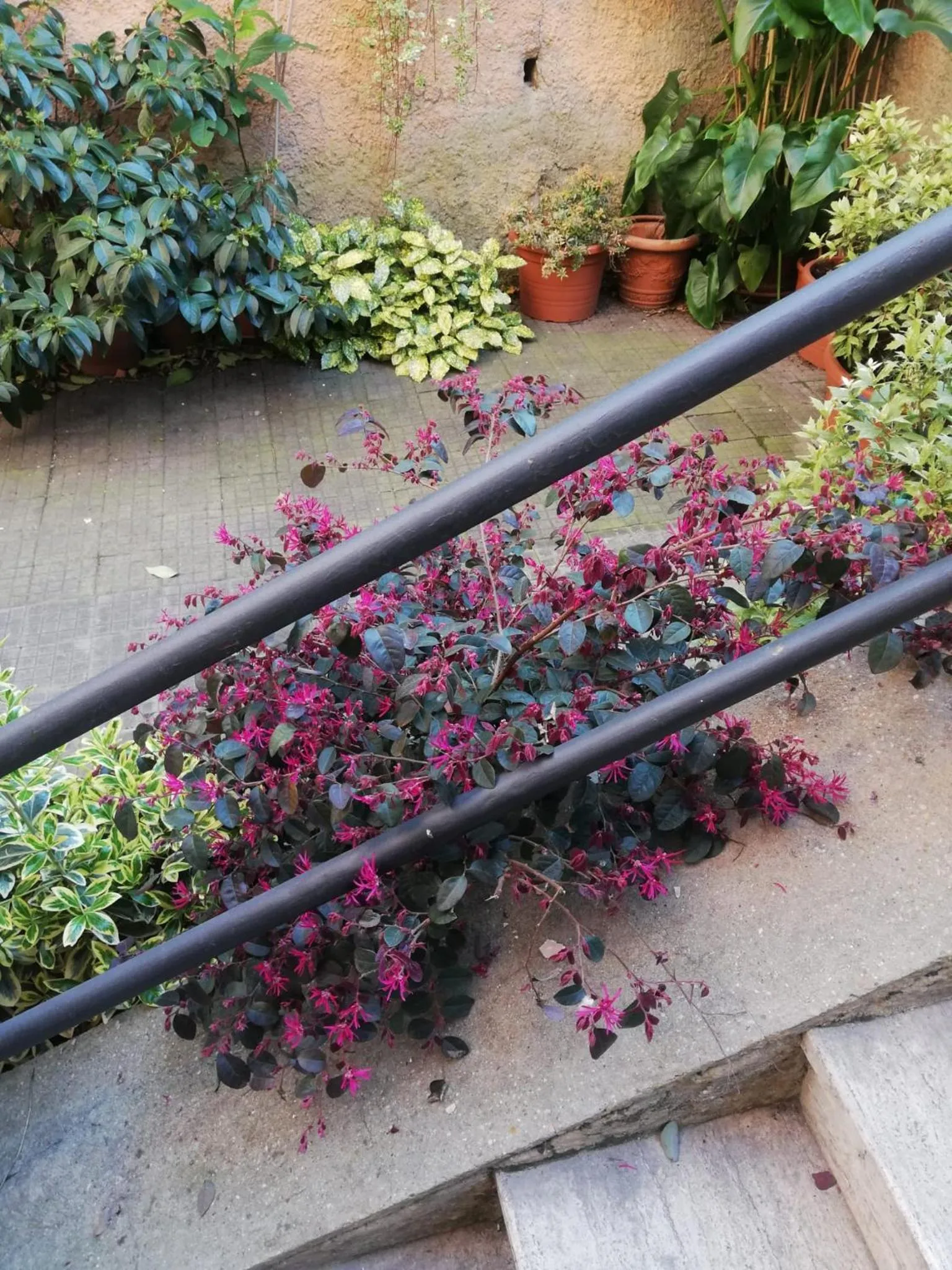 Tra Gianicolo e Trastevere