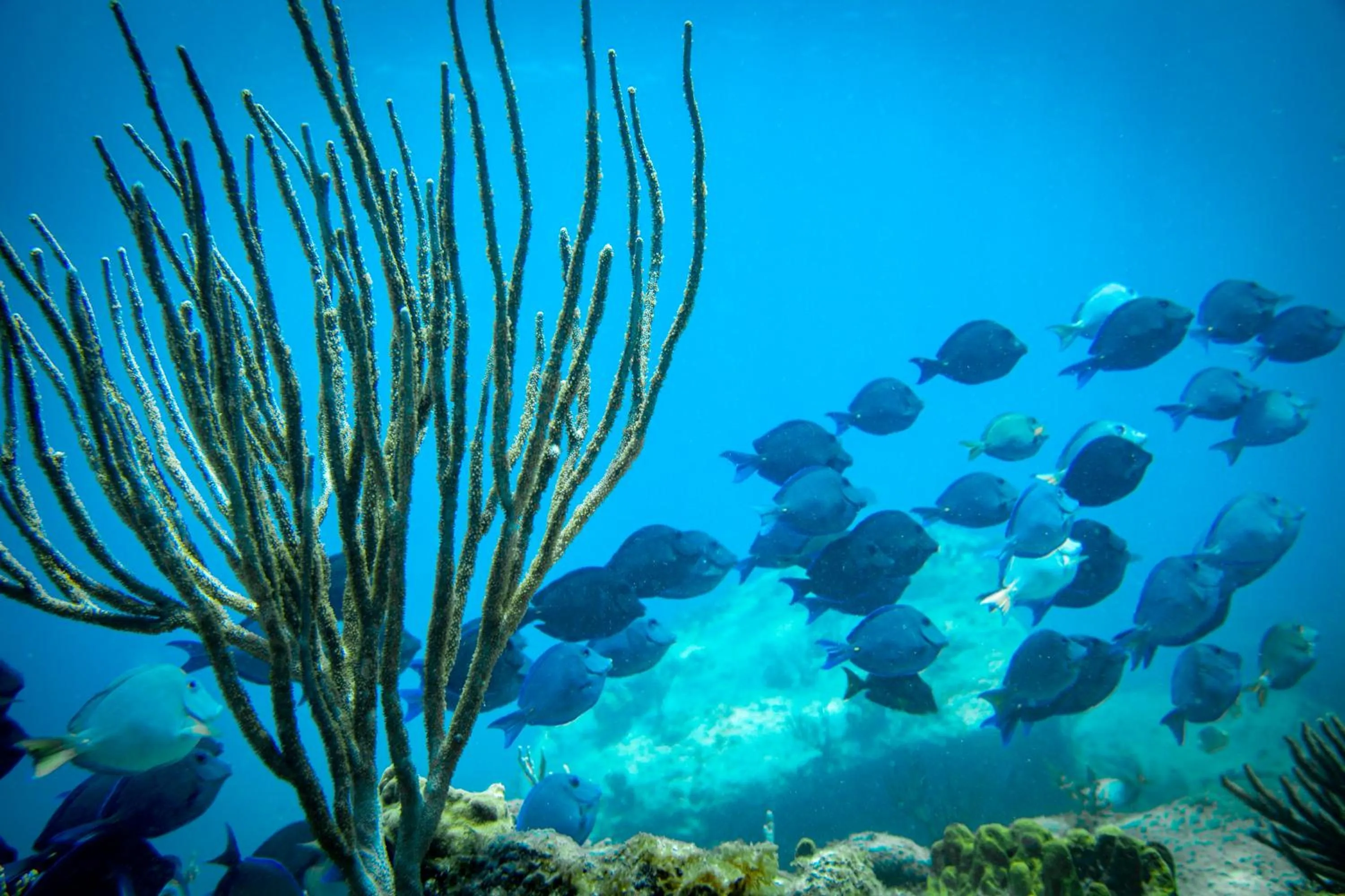 Sports in St. James's Club Resort - All Inclusive