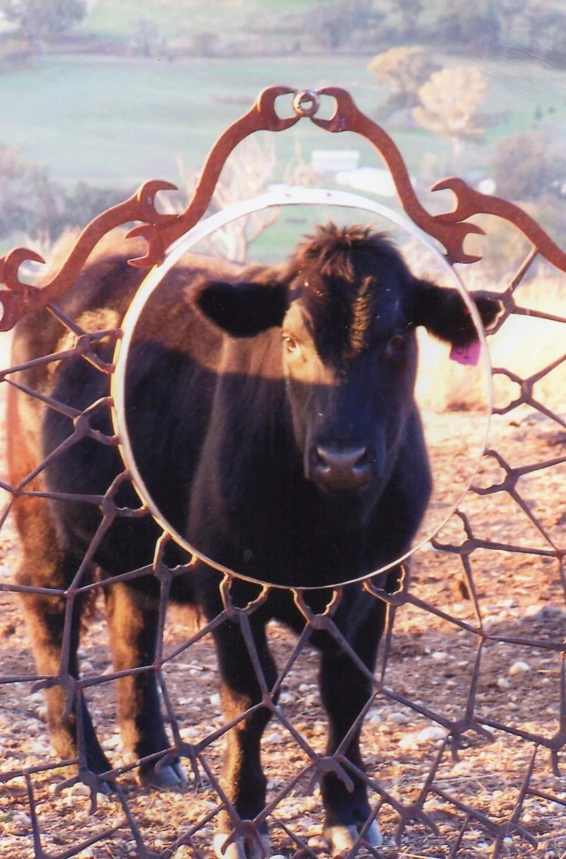 Animals in Inspiring Views B&B