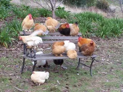 Animals in Inspiring Views B&B