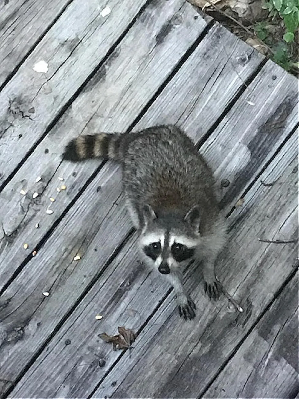 Animals in Secluded Home with Mini Waterfall and a Creek in Hot Springs