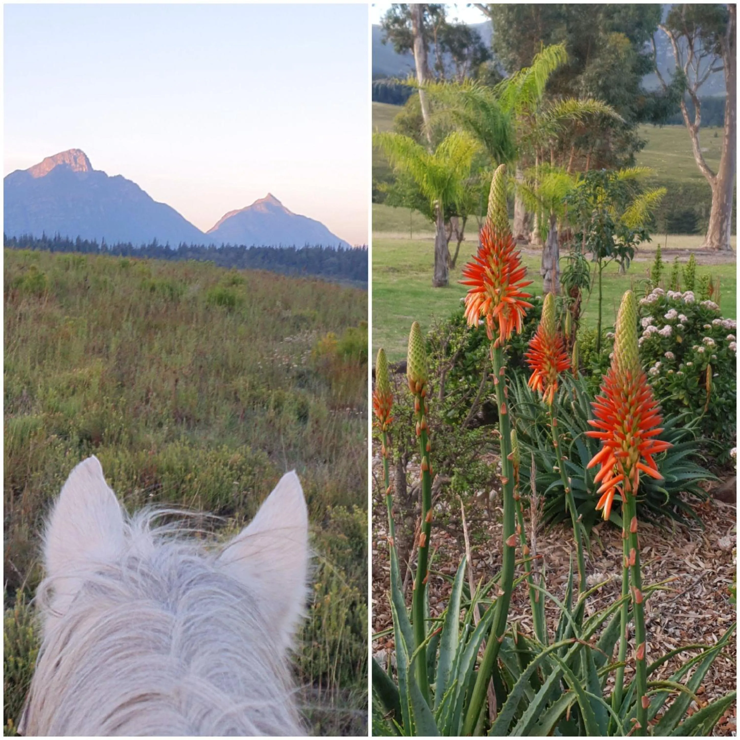 Oudebosch Guest Farm