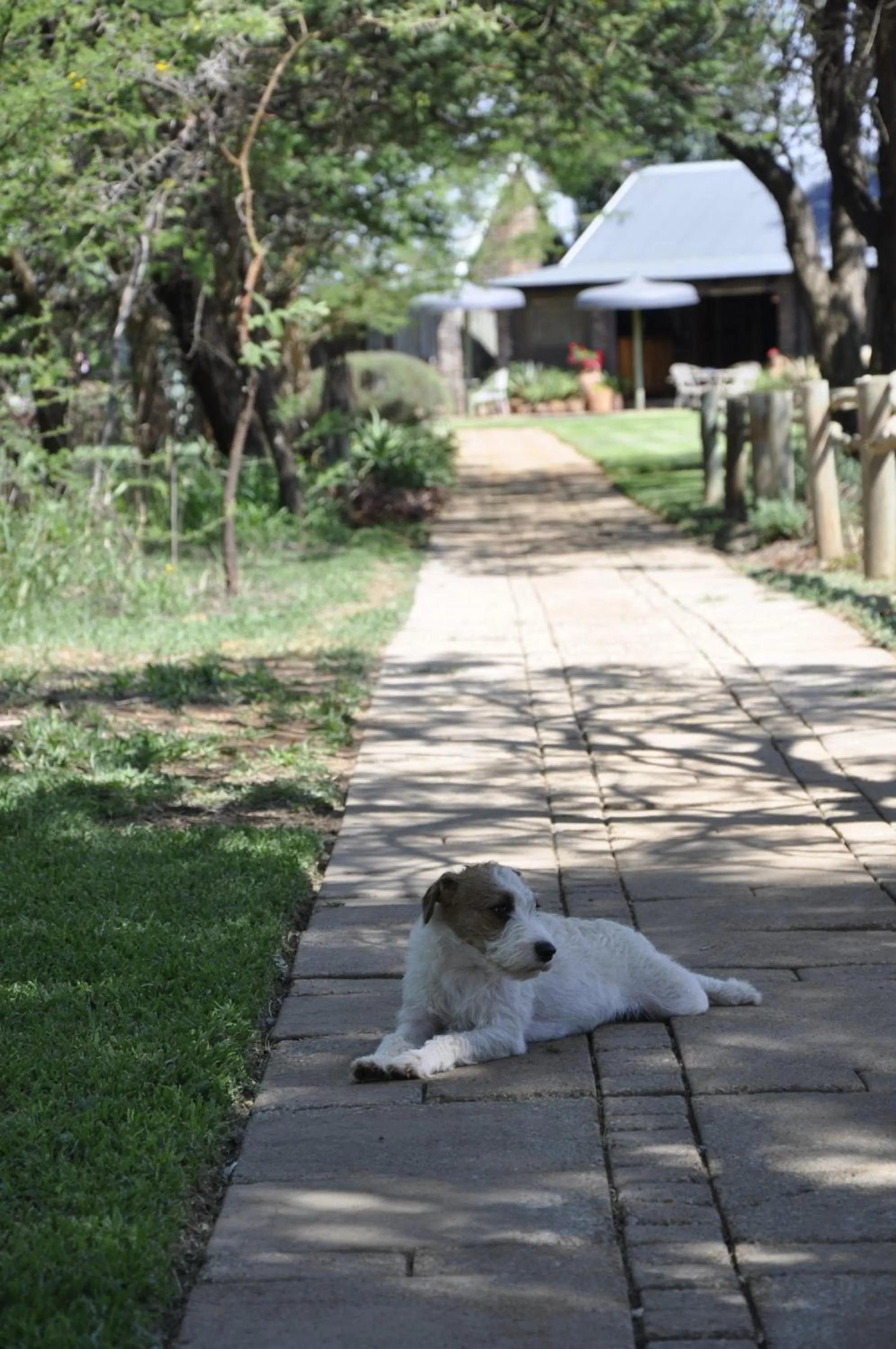 Pets in Grincourt B&B- with No Load shedding