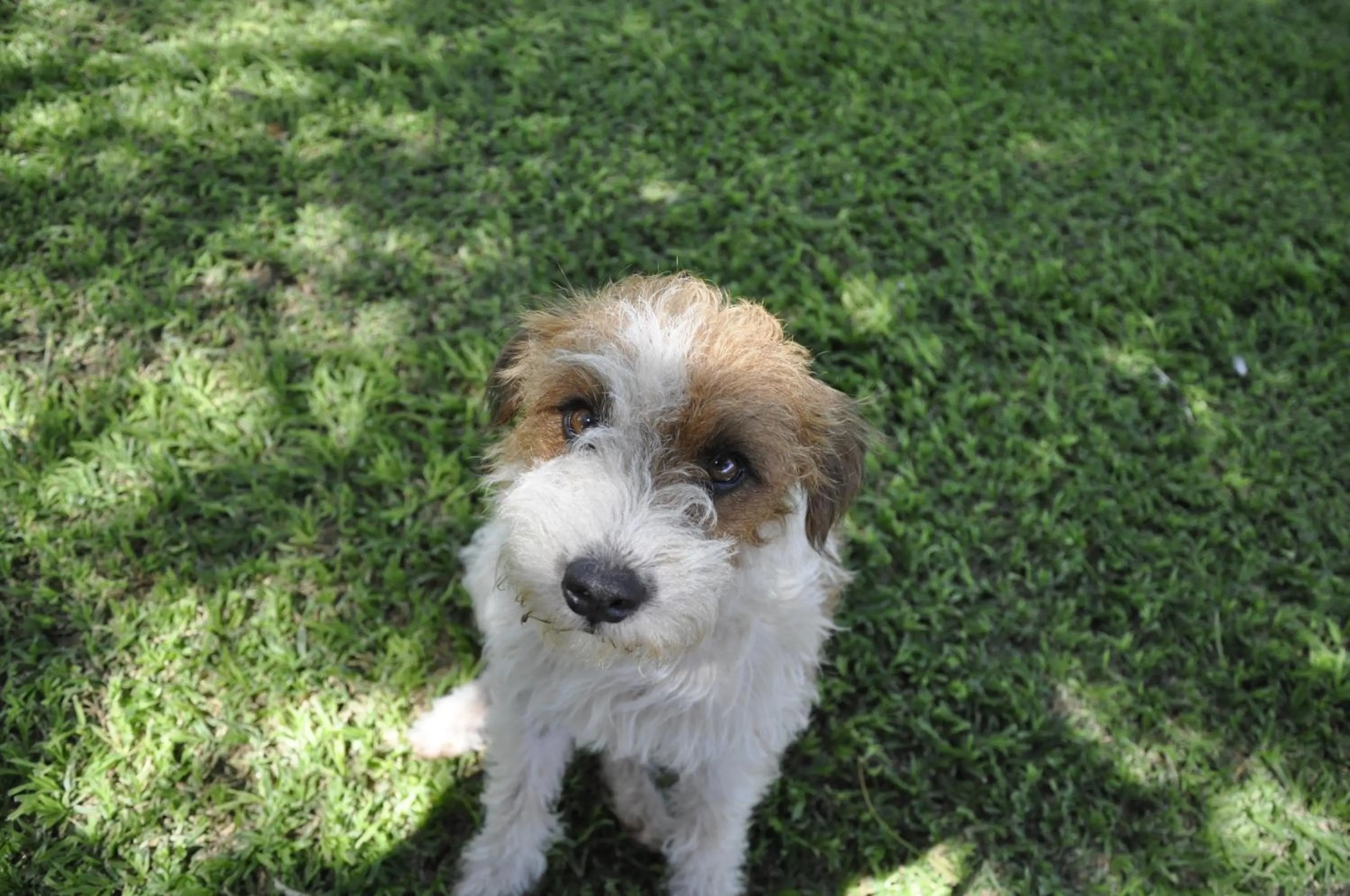 Pets in Grincourt B&B- with No Load shedding