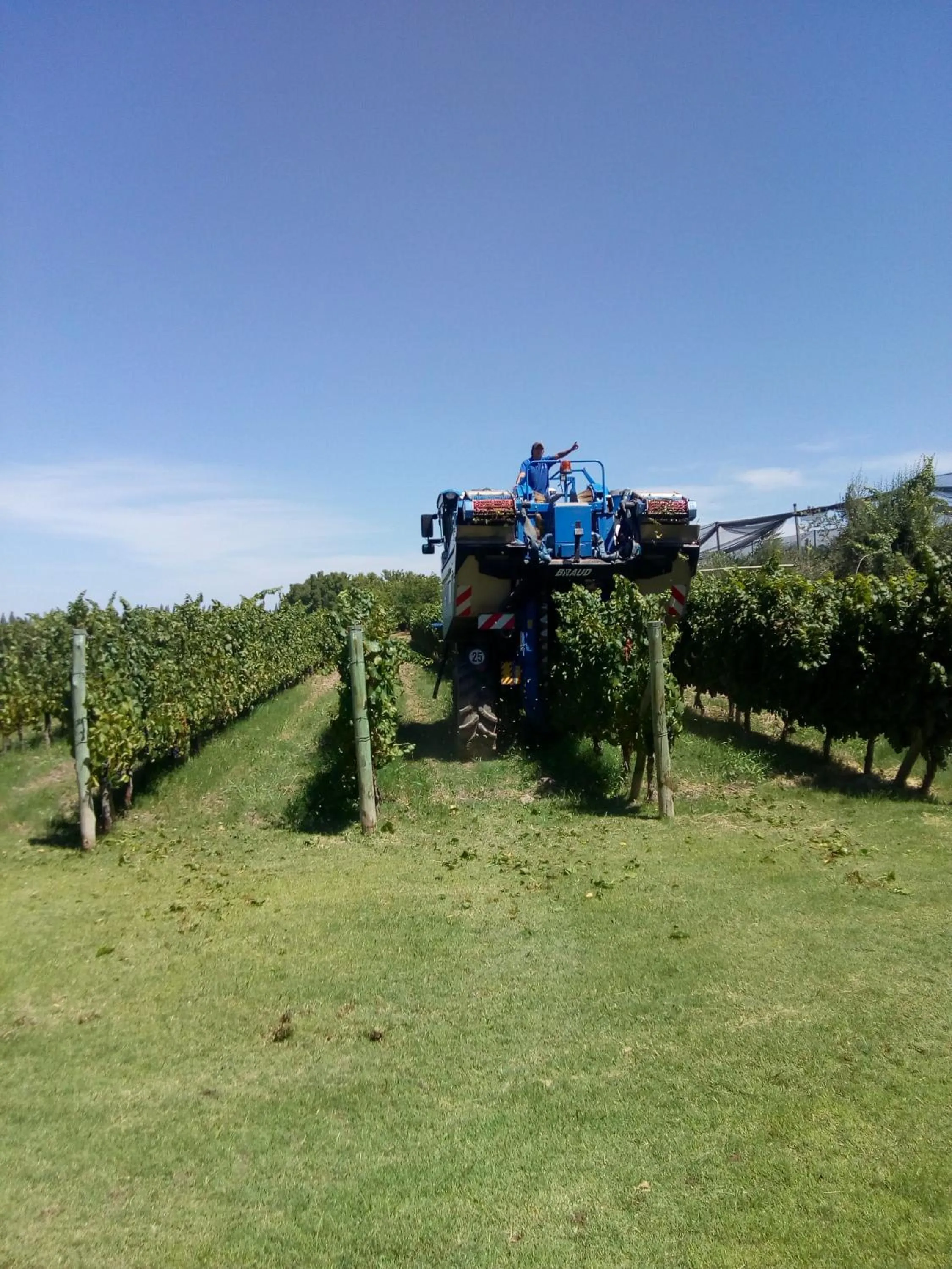 Activities in Posada Cavieres Wine Farm