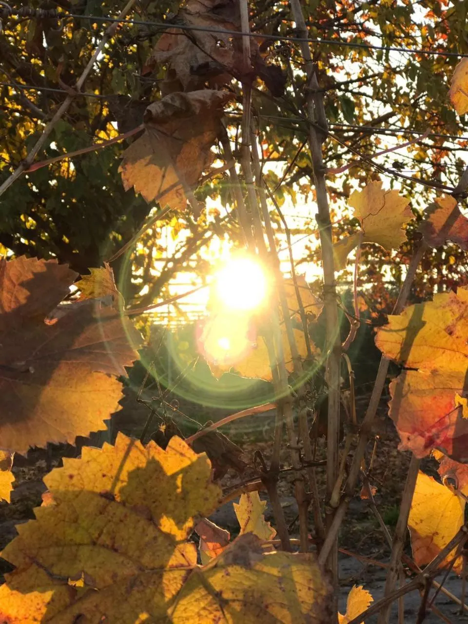 Bird's eye view in Posada Cavieres Wine Farm