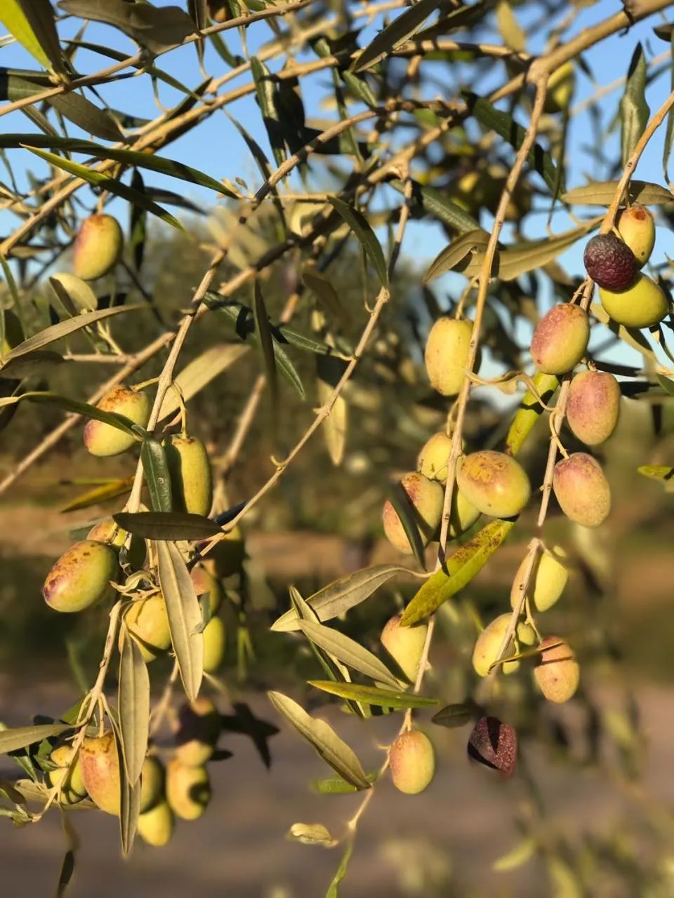 Spring in Posada Cavieres Wine Farm