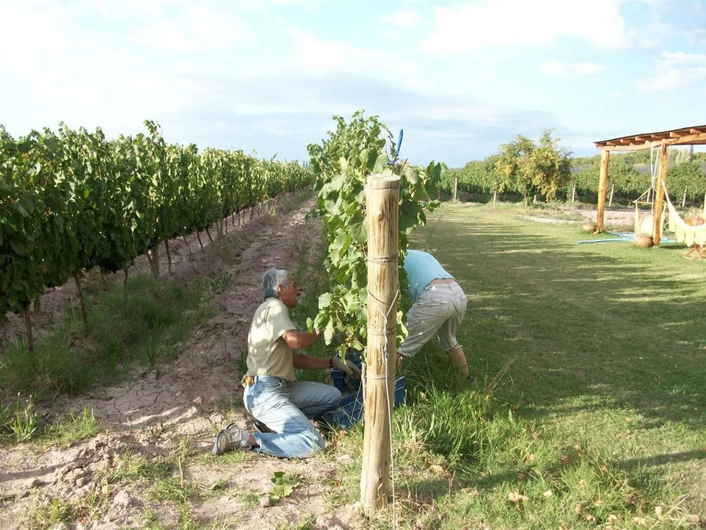 Area and facilities in Posada Cavieres Wine Farm