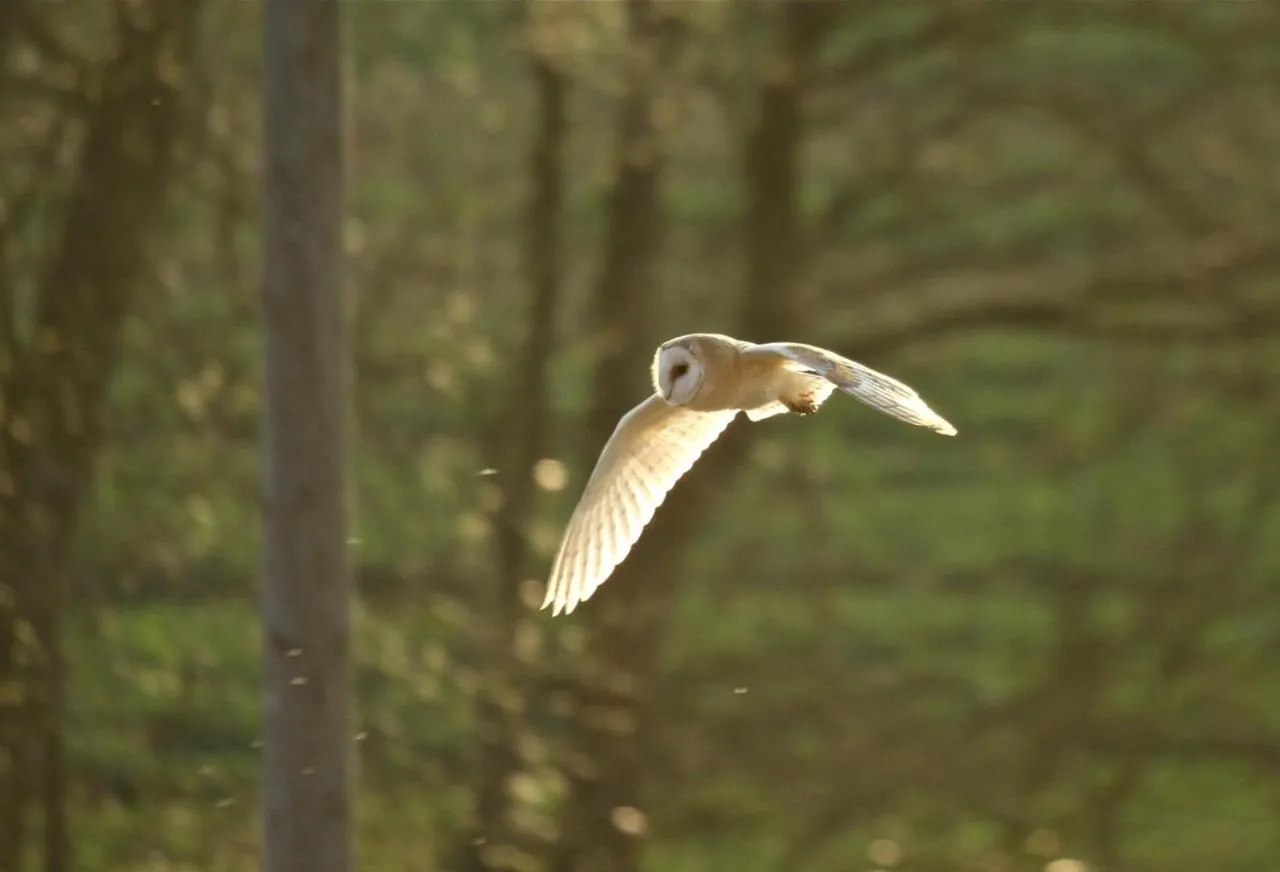 Animals in Luxury Escape