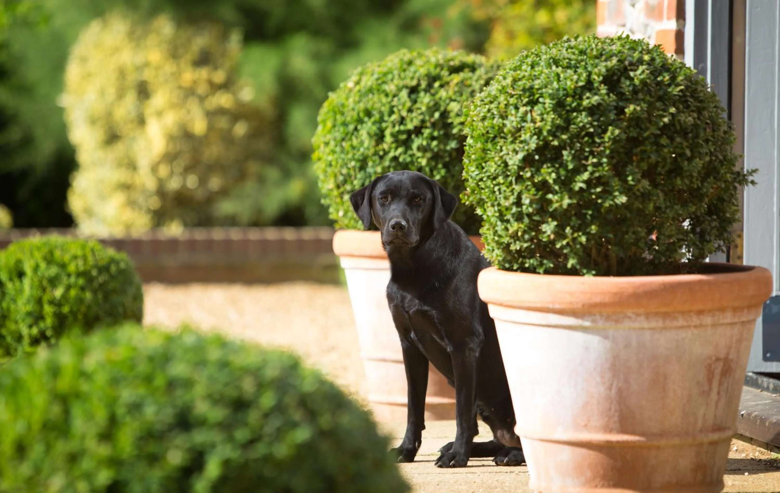 Pets in Luxury Escape