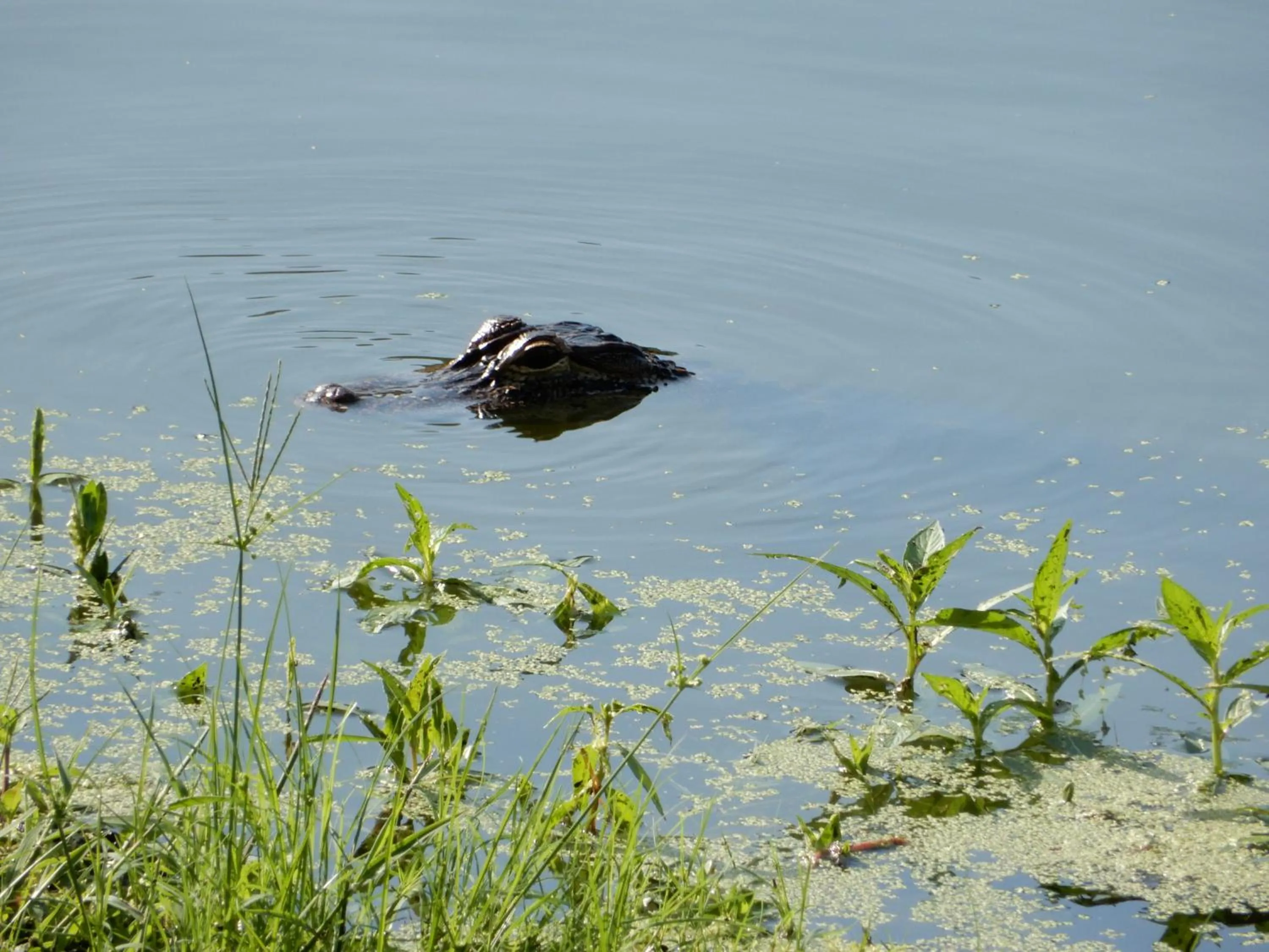 Property building in Bahama Bay