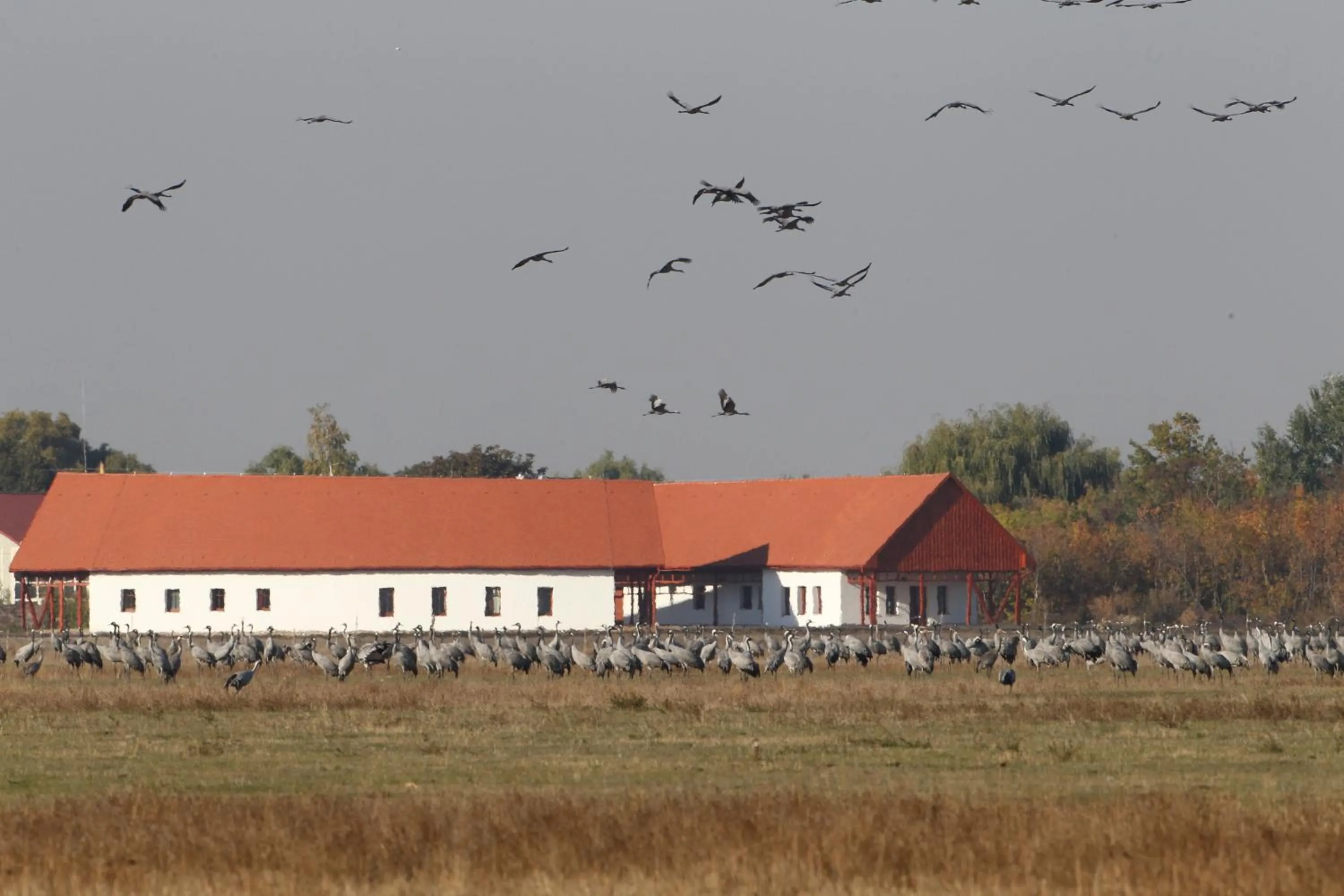 Animals in Bibic Nature Lodge