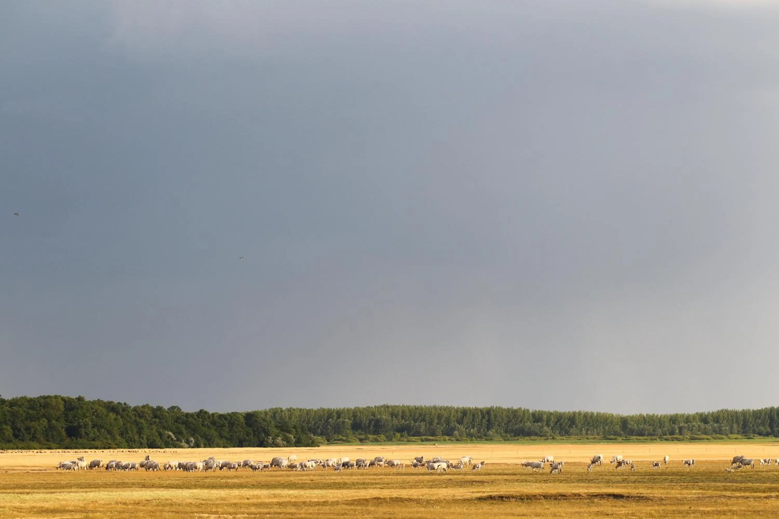 Natural landscape in Bibic Nature Lodge