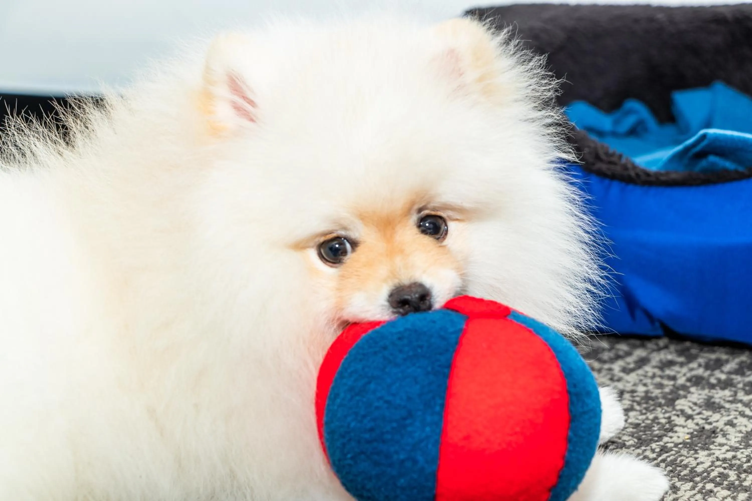 Pets in GHL Collection 93