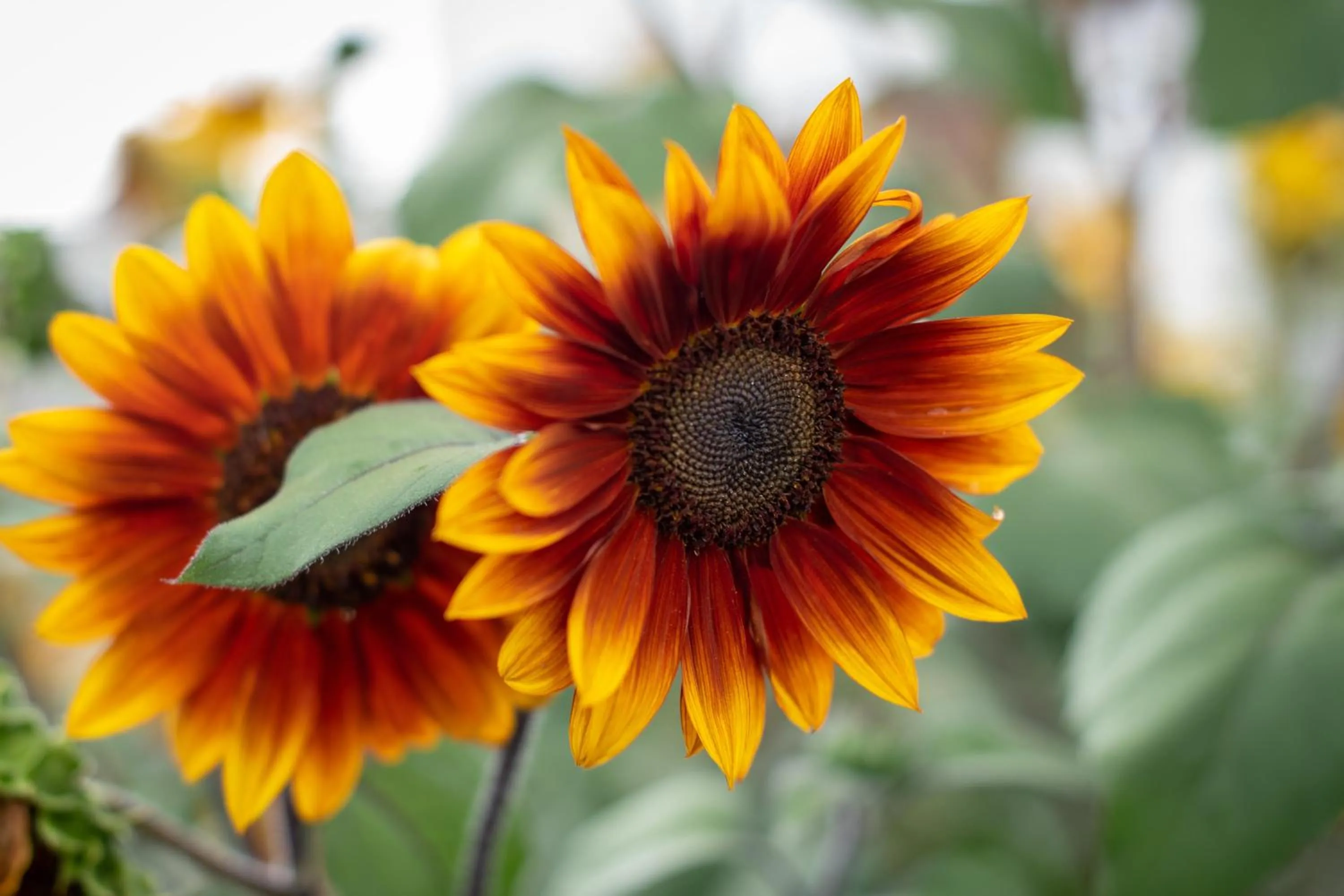 Property building in Silver Ridge Lodge