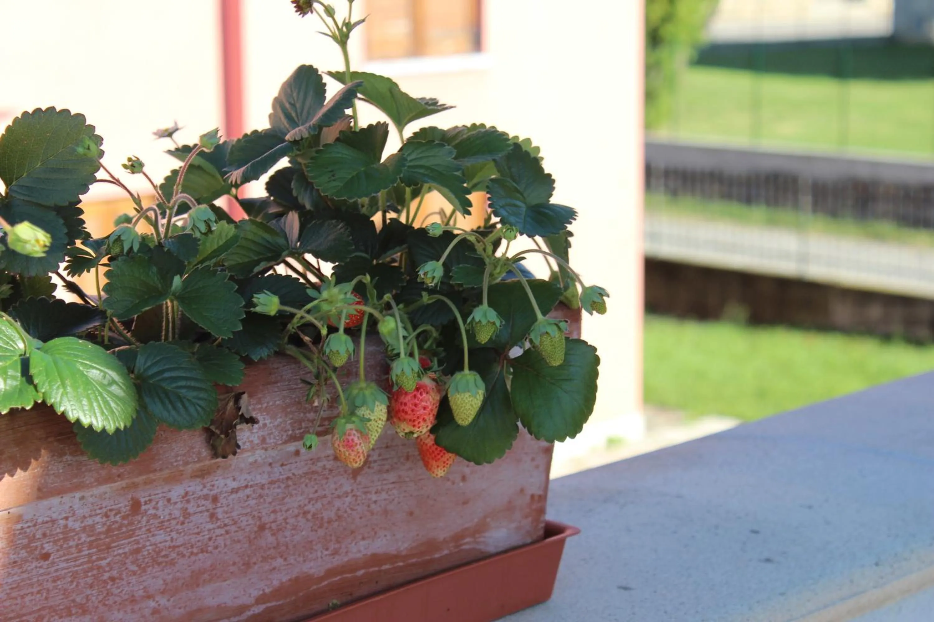 Garden in Due Lune B&B