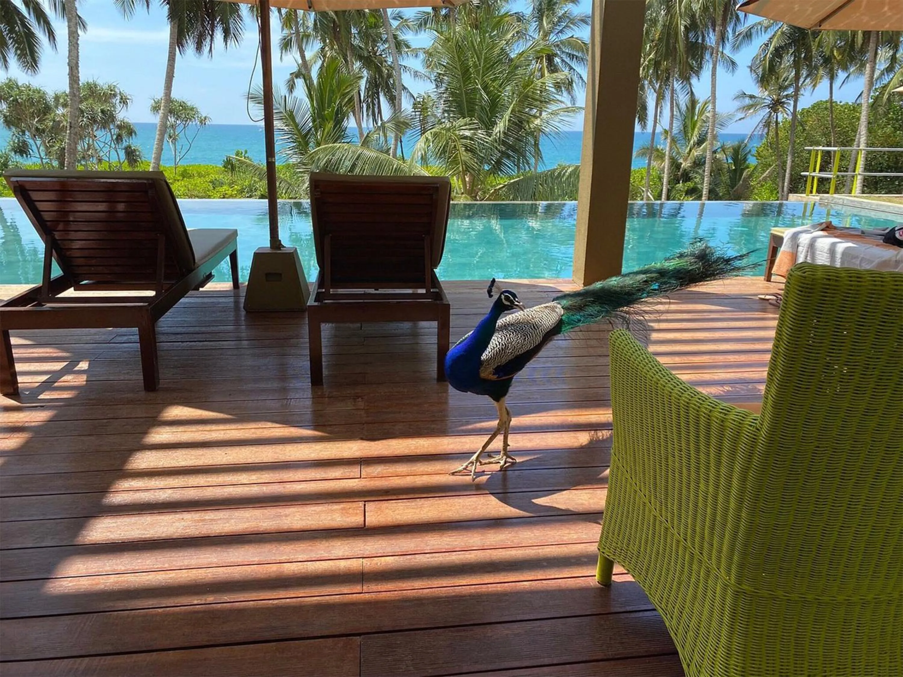 Pool view in Buckingham Place