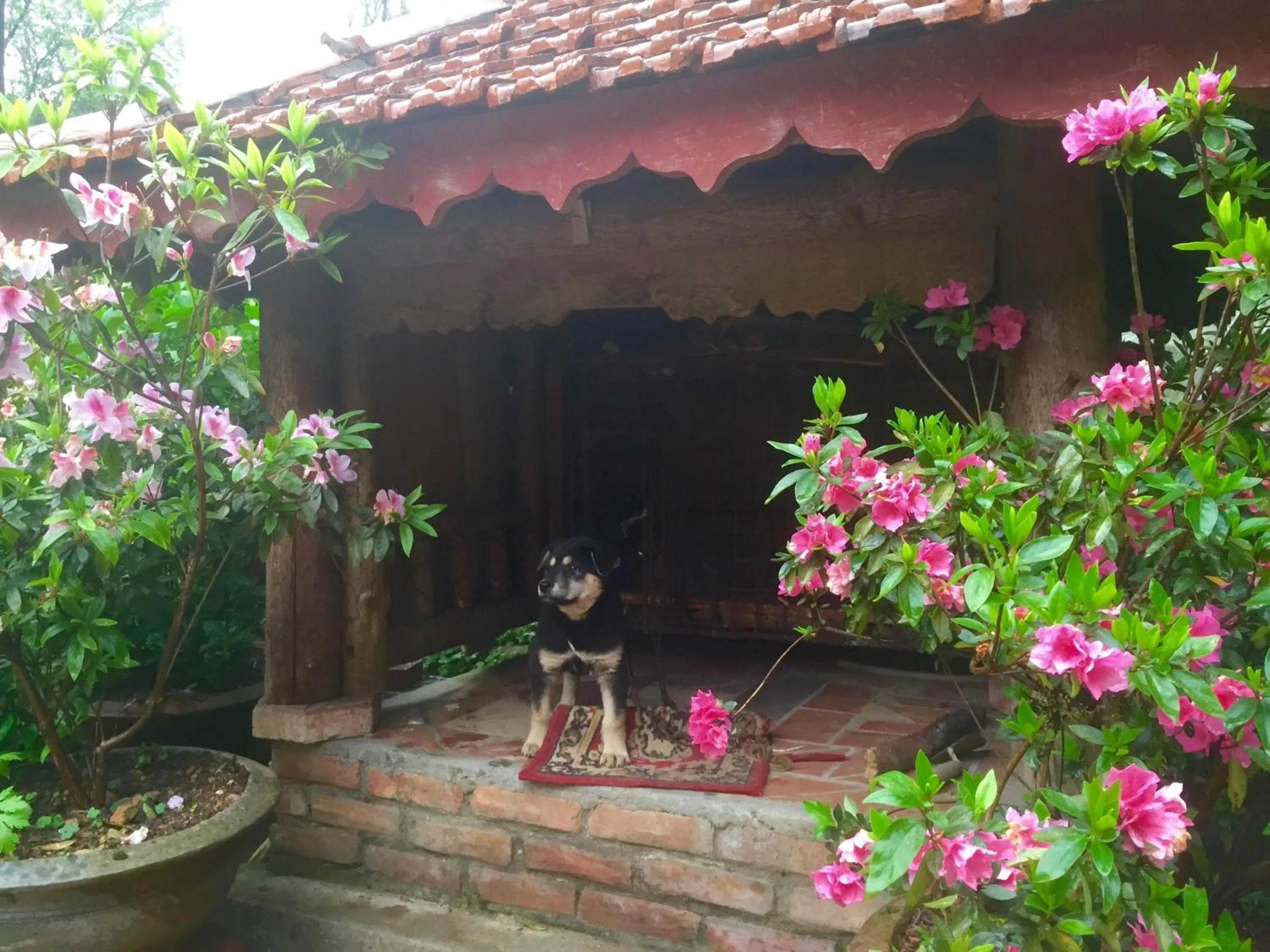 Pets in Sapa Garden Bed and Breakfast