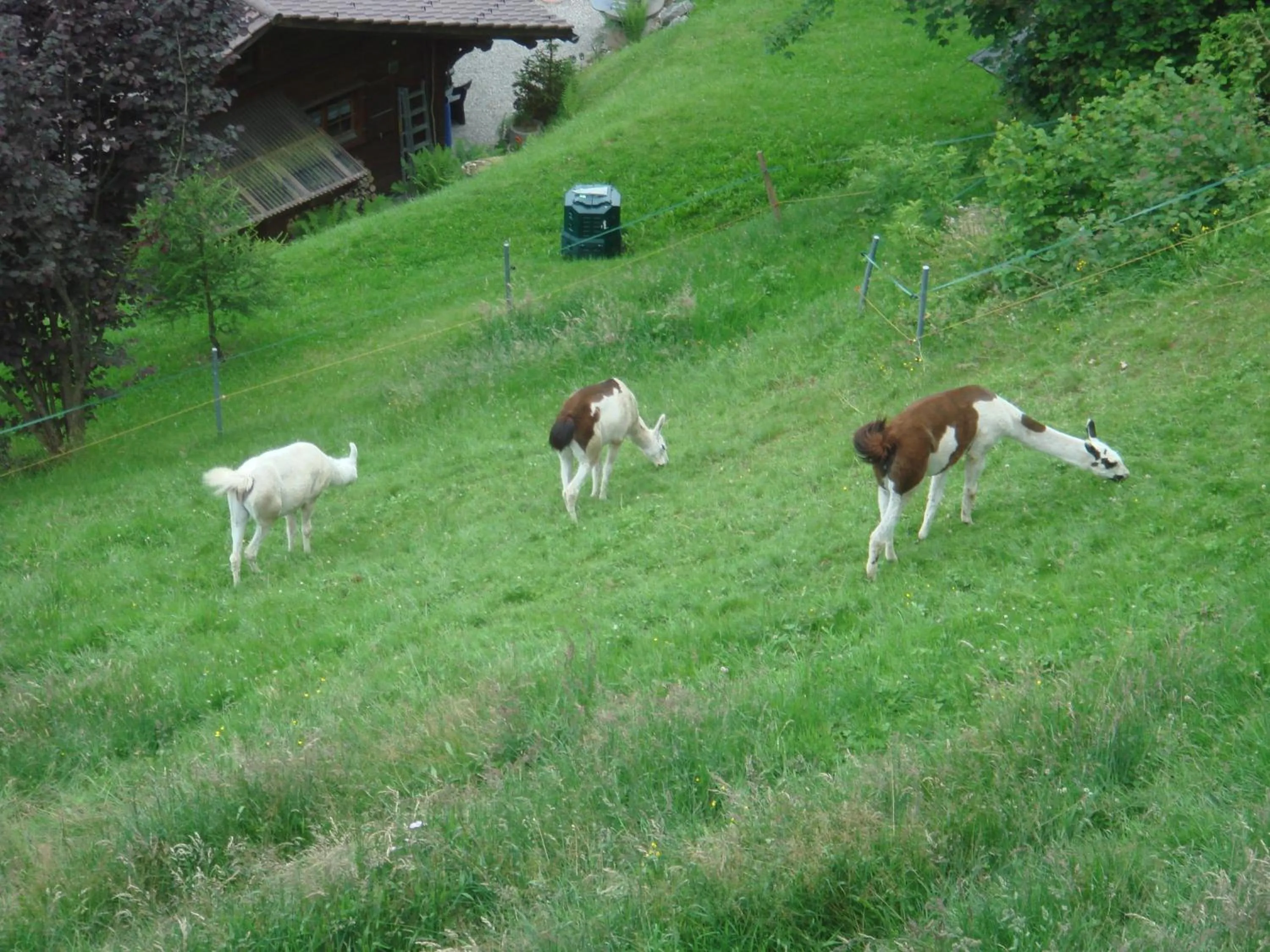 Animals in Apartments Seeblick mit Anbindung an ein 4-Sterne-Hotel