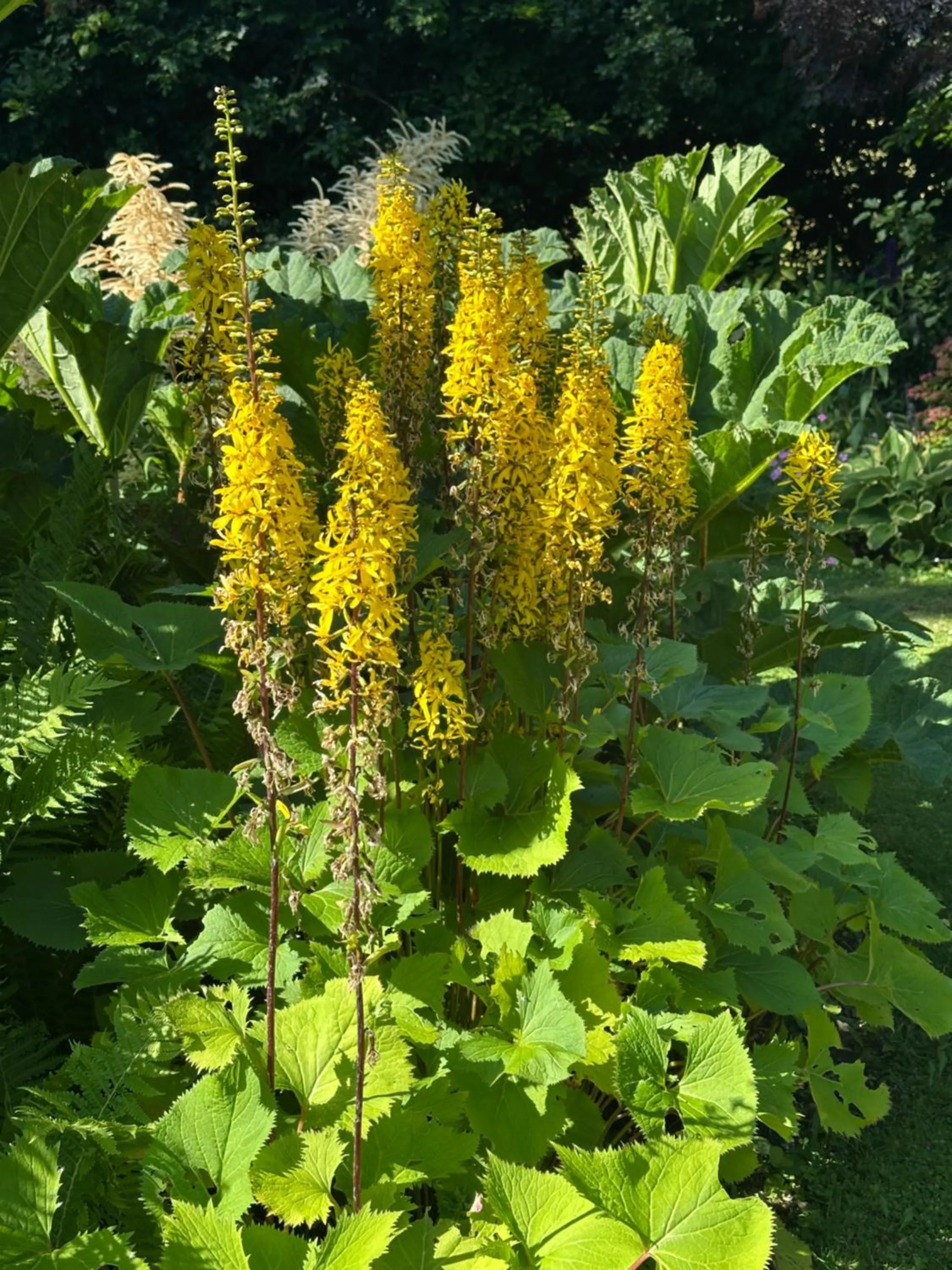 Garden in Home Farm Bed and Breakfast