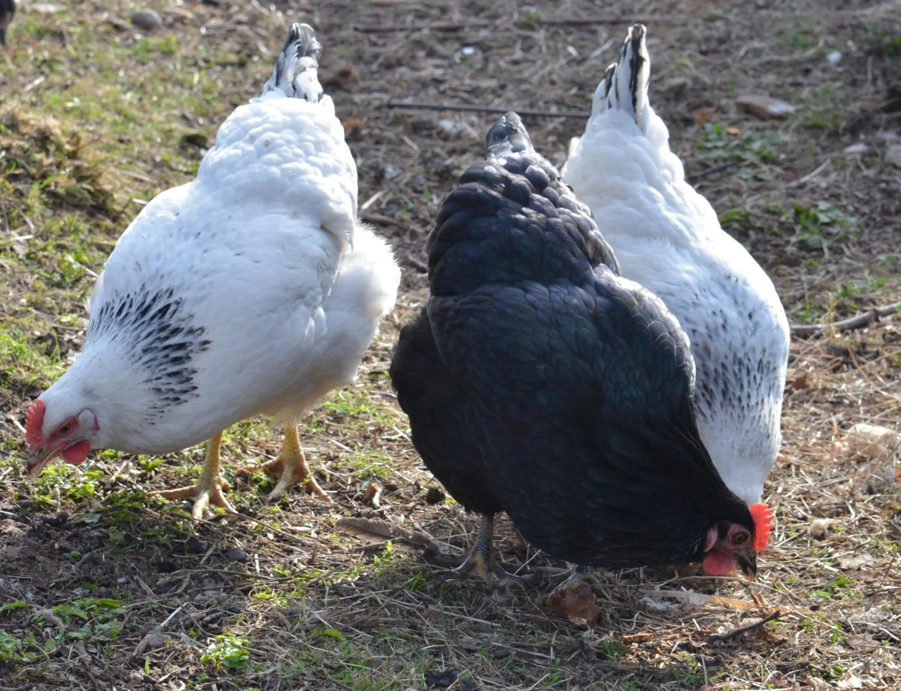 Animals in Home Farm Bed and Breakfast