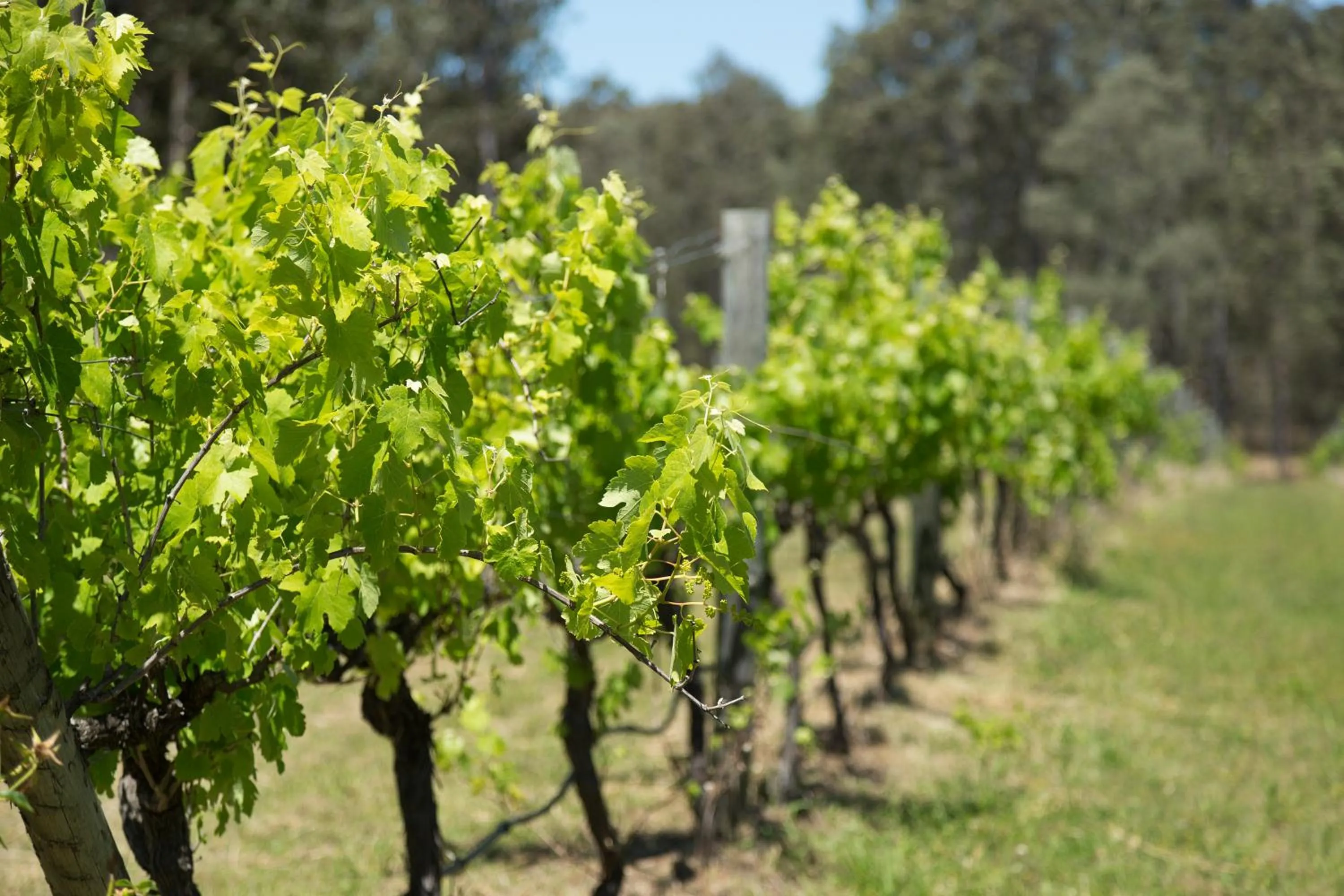 Garden view in Nu Leaf Retreat