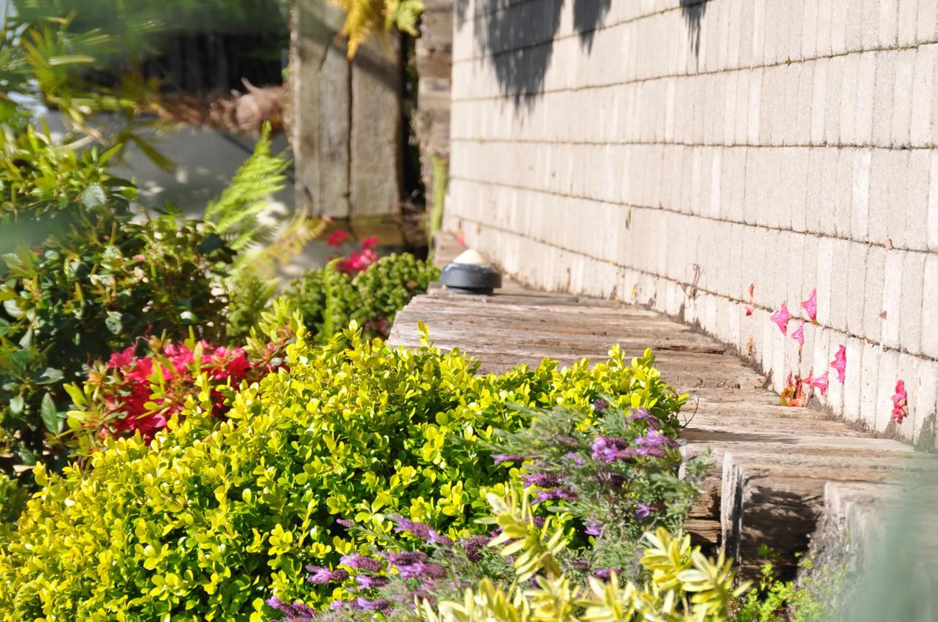 Garden in Quinlan & Cooke Boutique Townhouse and QCs Seafood Restaurant