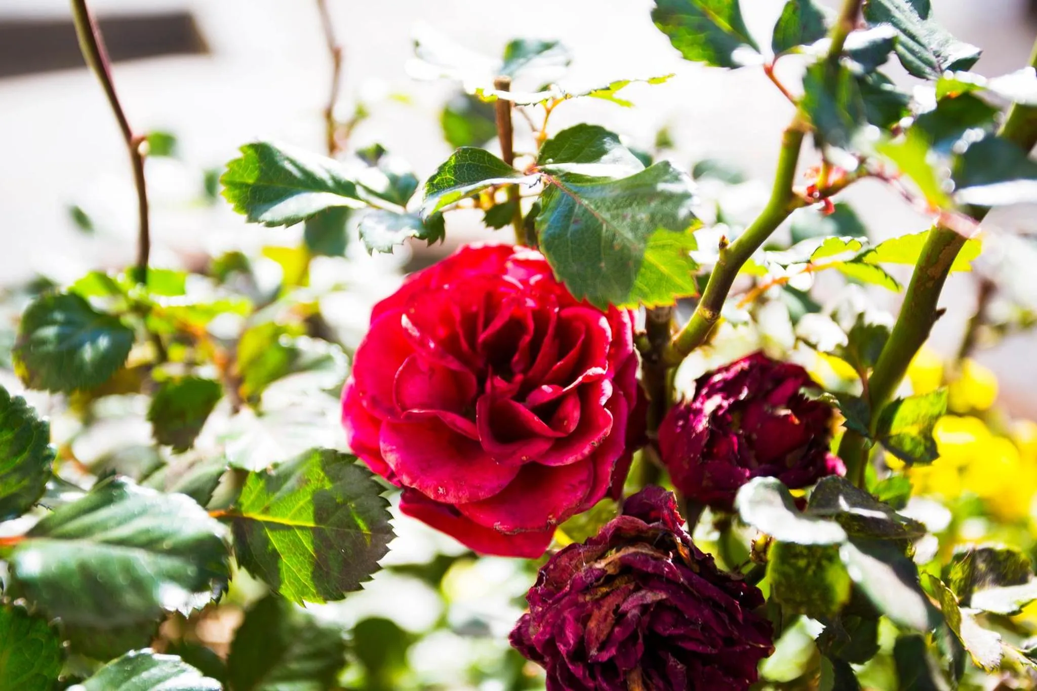 Garden in The Browns' Luxury Suites & Cottage