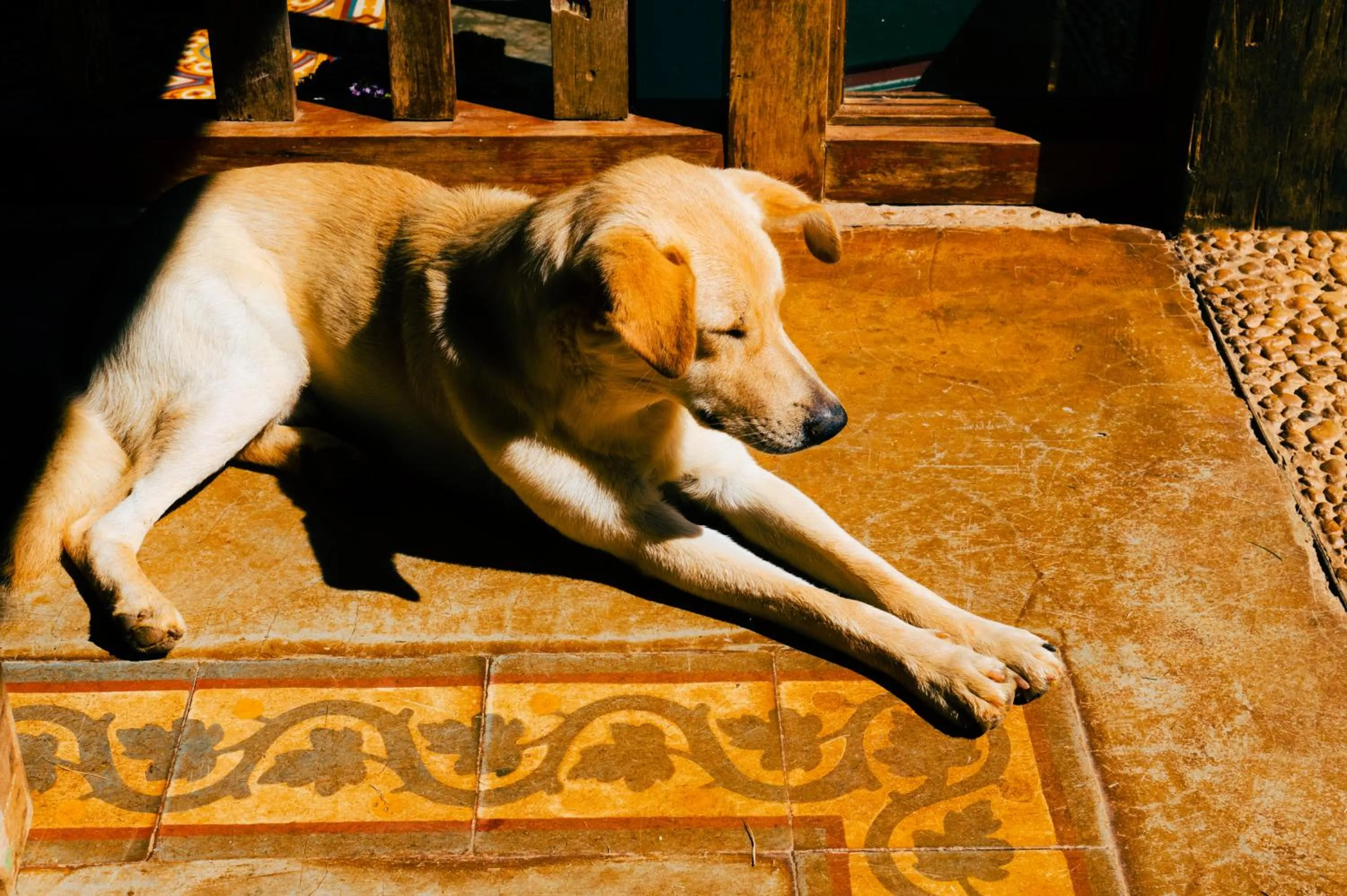 Pets in Pousada d'Oleo de Guignard