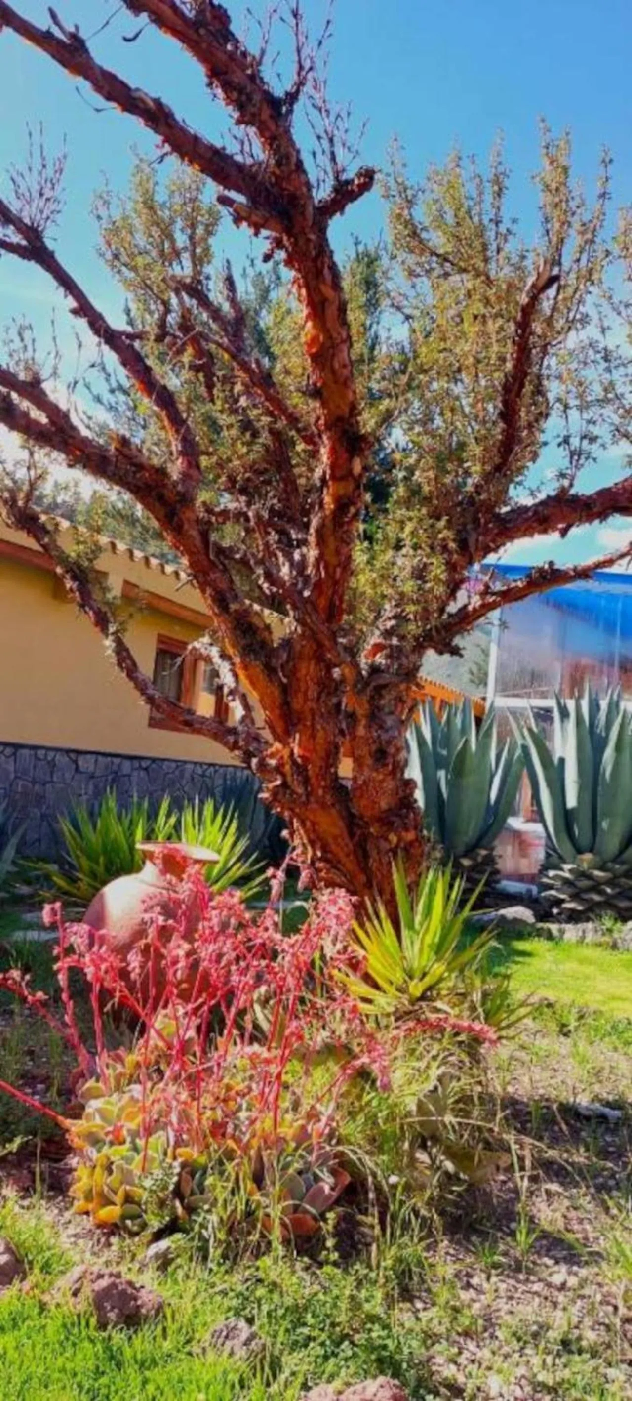 Patio in Tradicion Colca