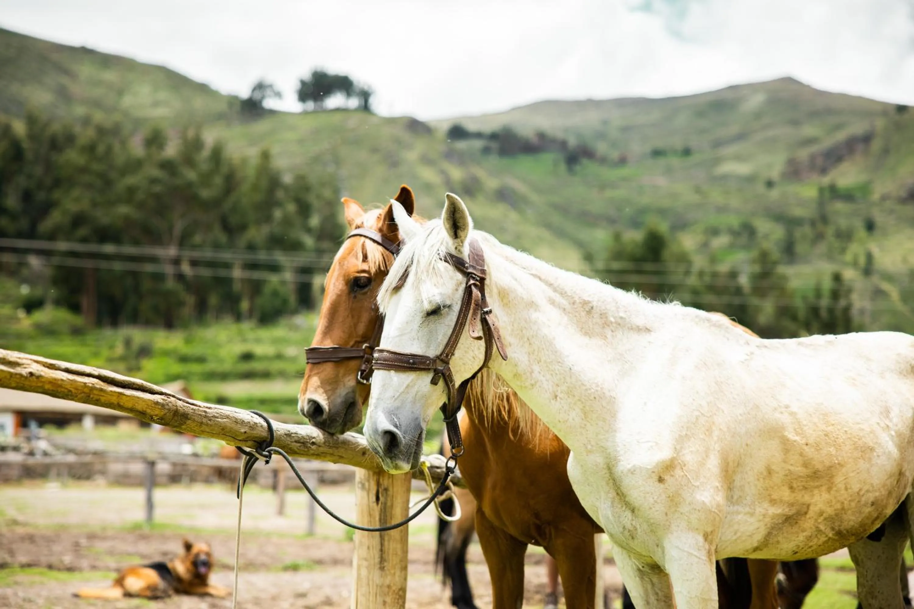 Activities in Tradicion Colca