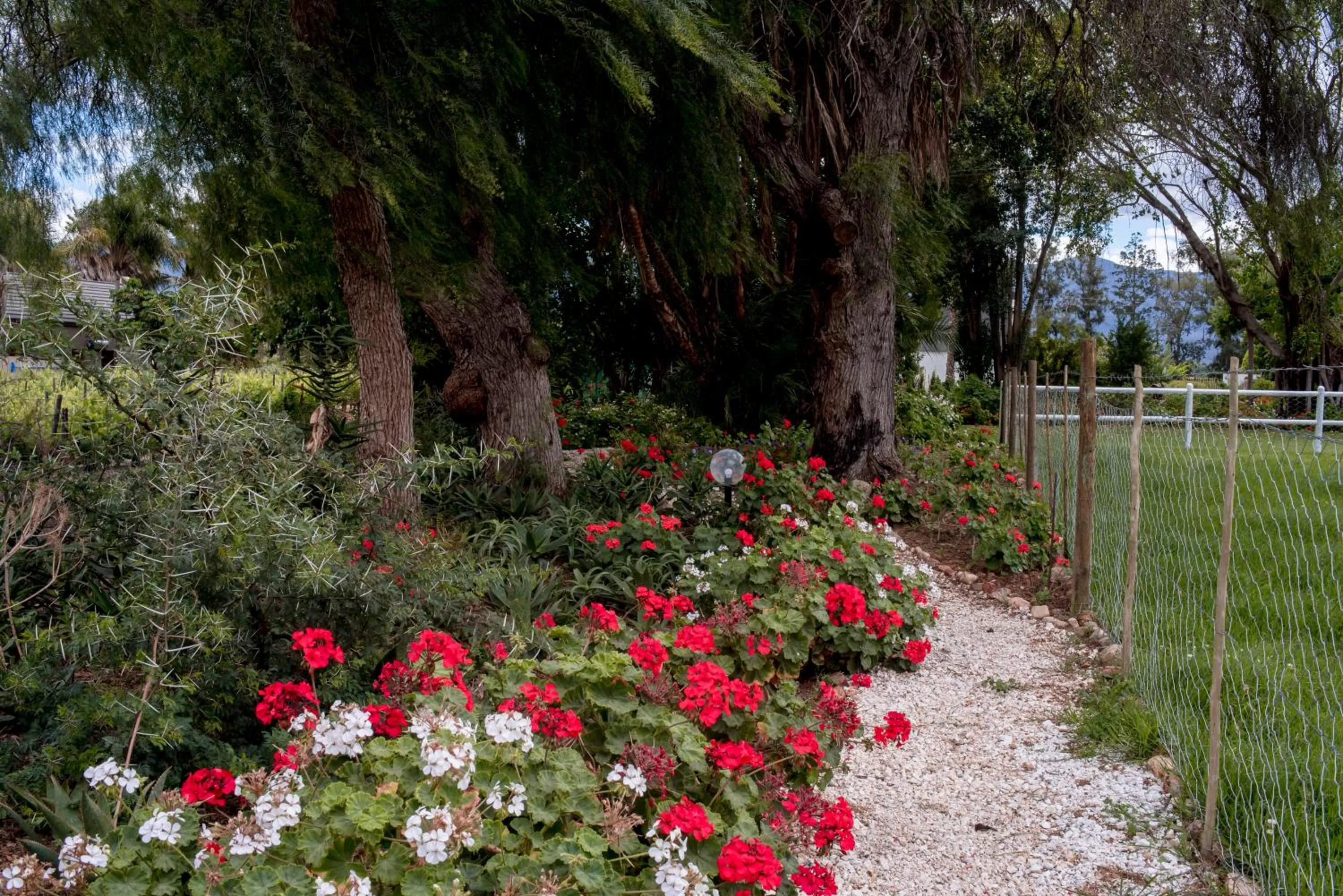Garden in Green Olive Guesthouse