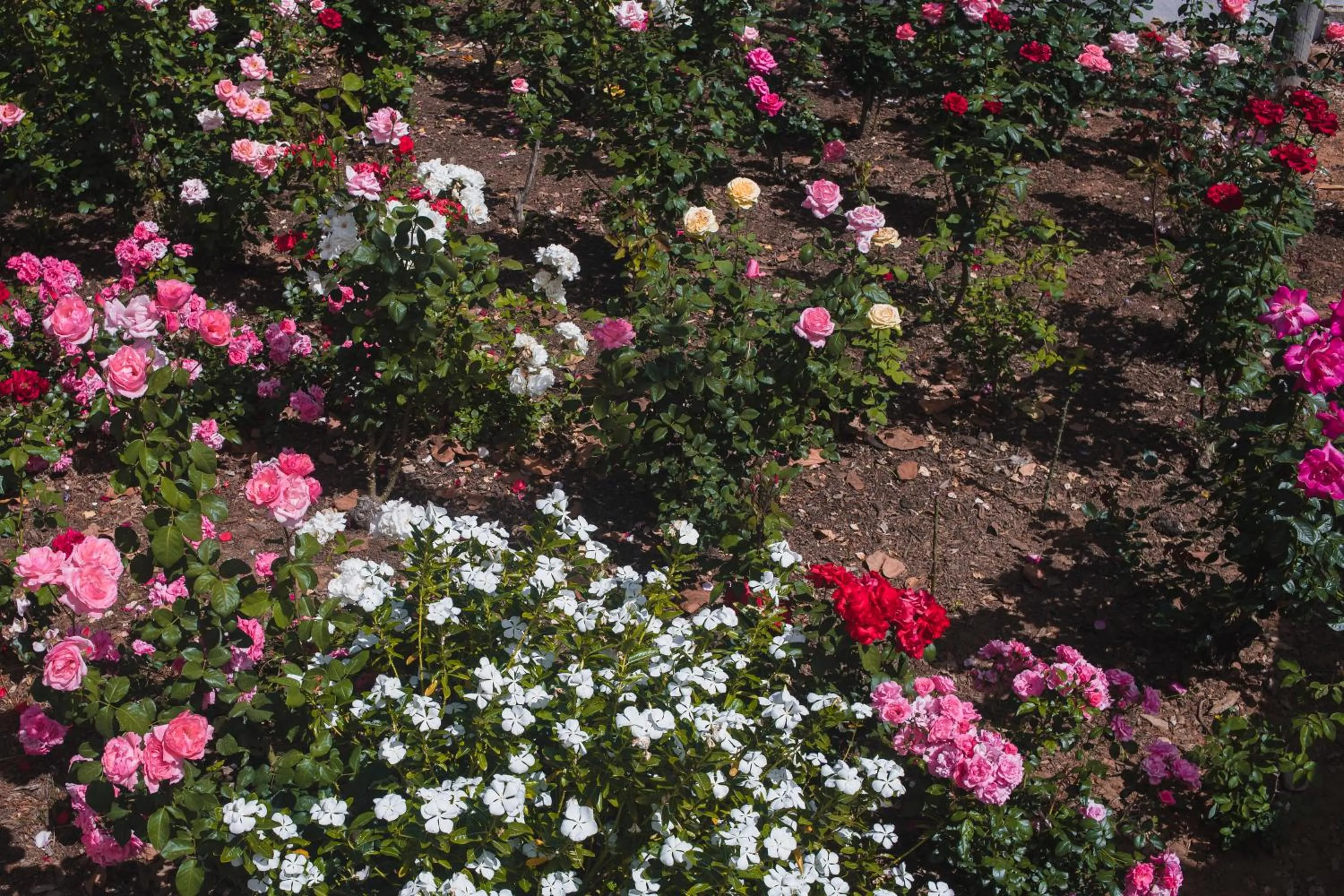 Garden in Green Olive Guesthouse