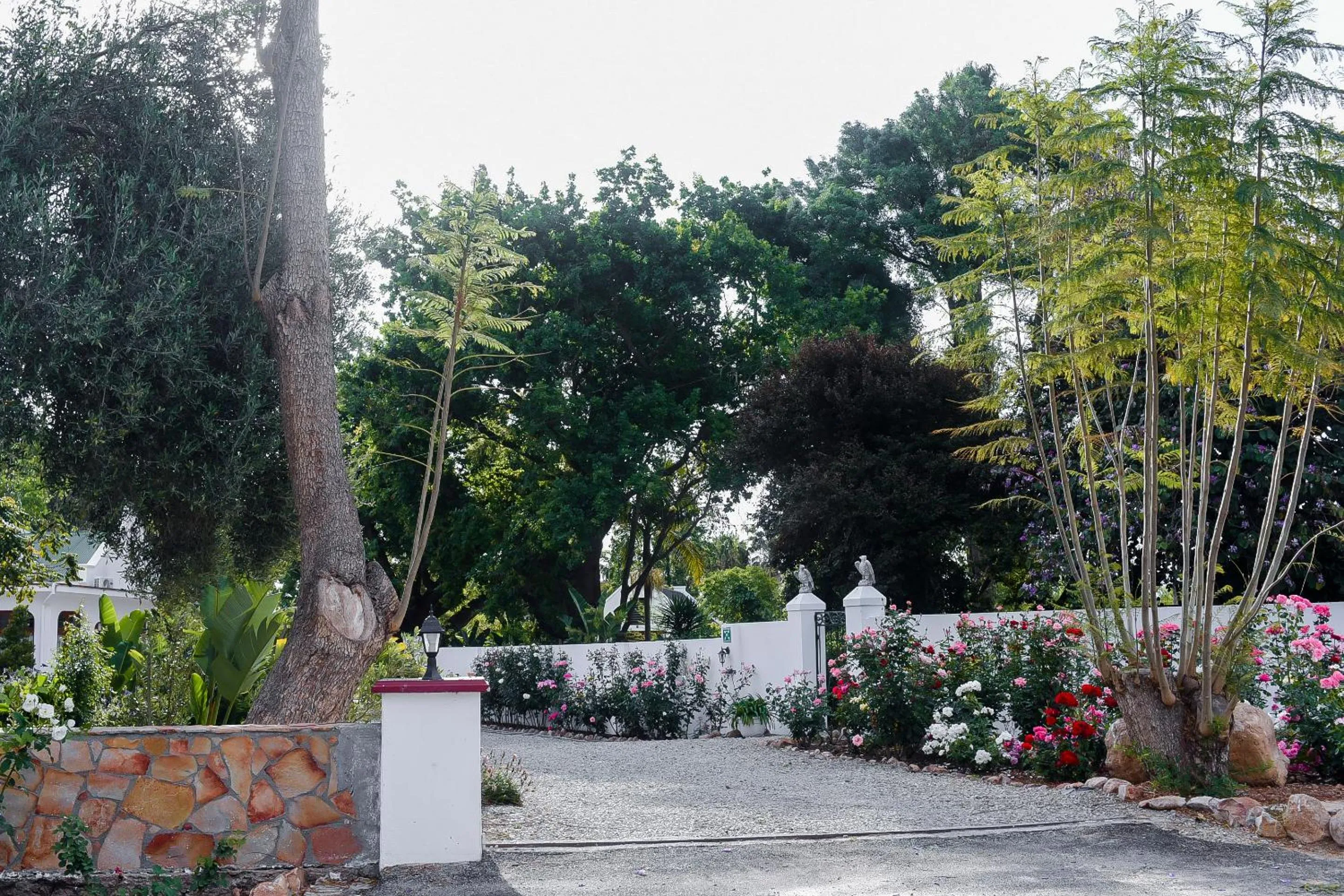 Garden in Green Olive Guesthouse