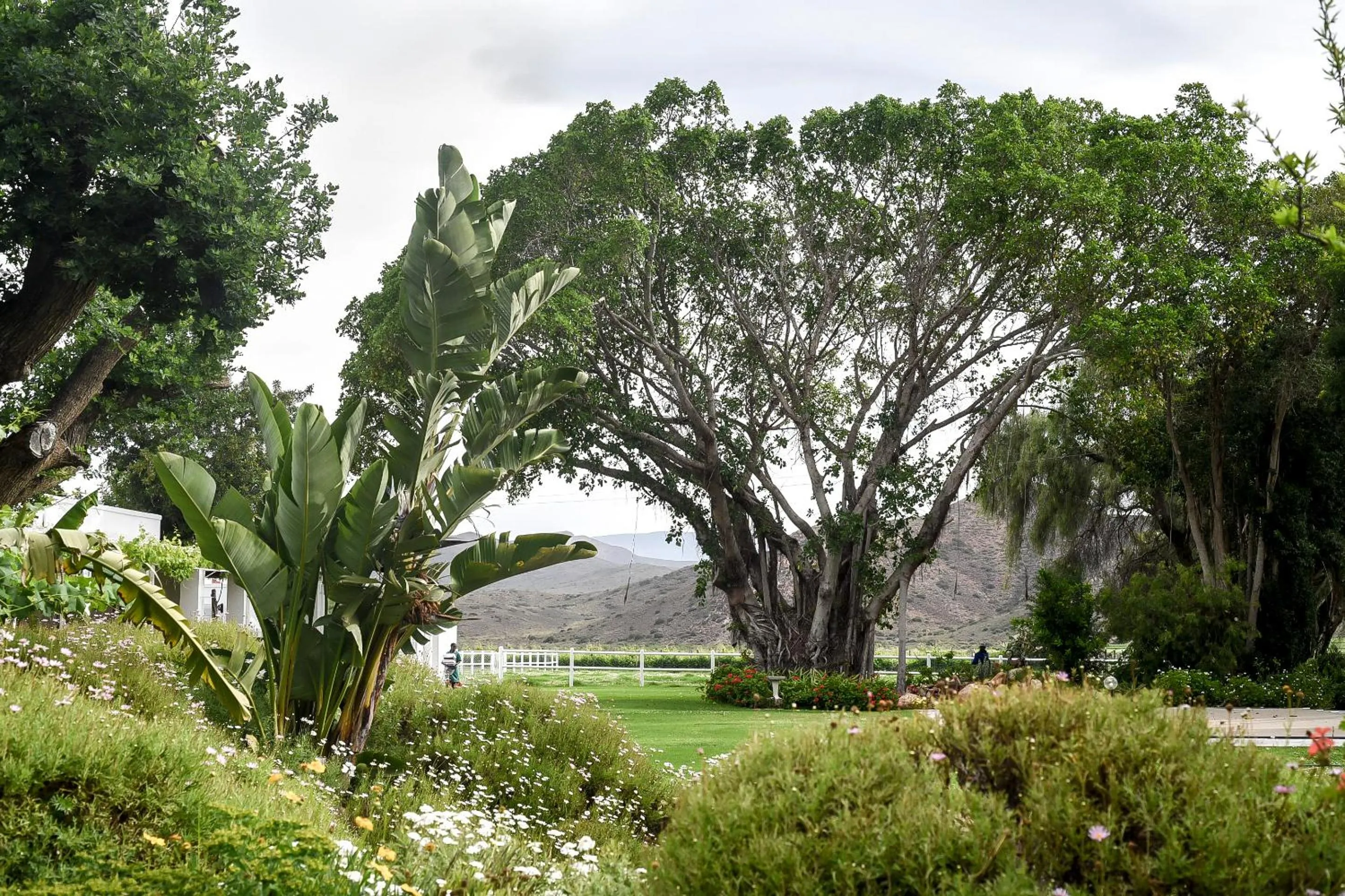 Garden in Green Olive Guesthouse