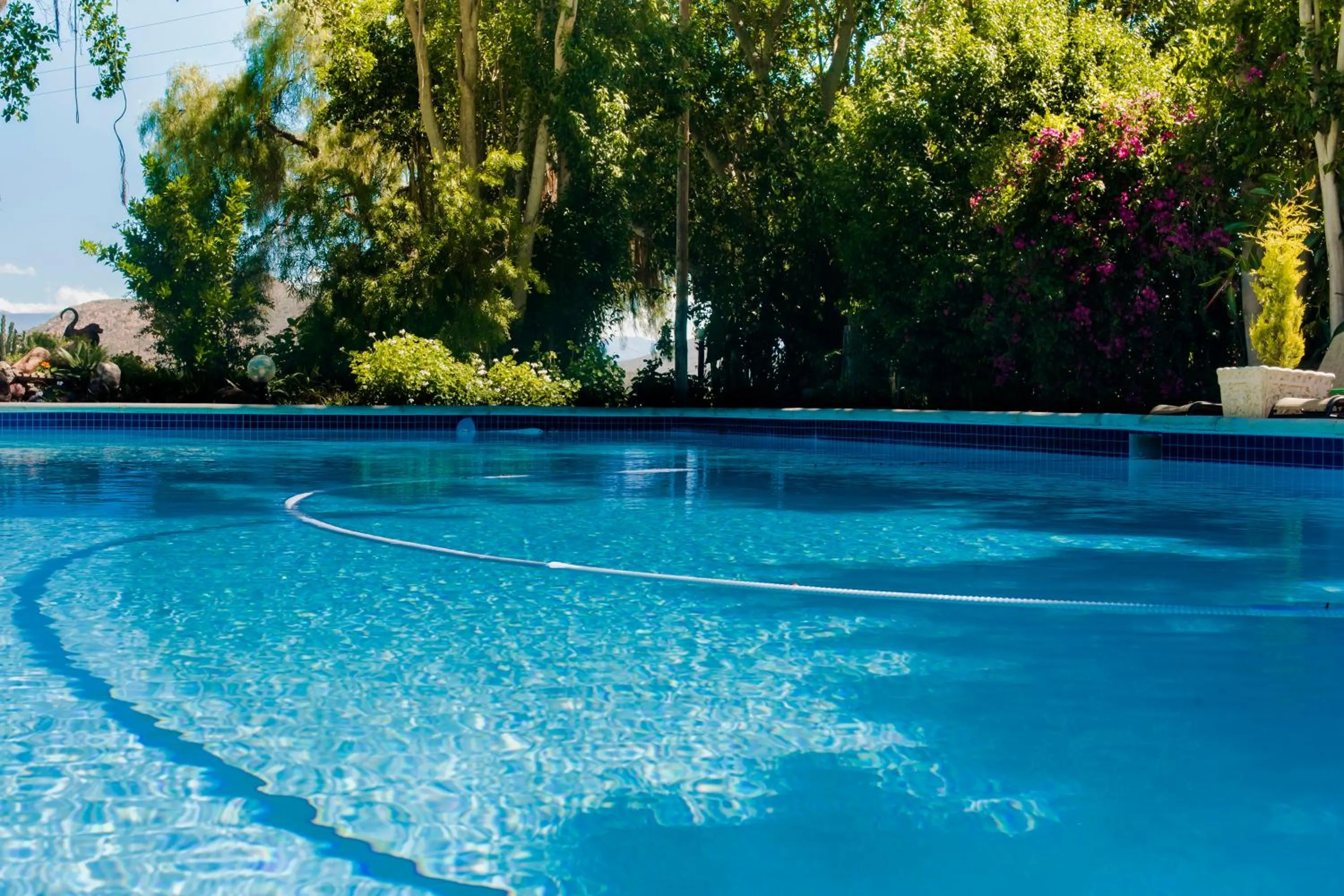 Swimming pool in Green Olive Guesthouse