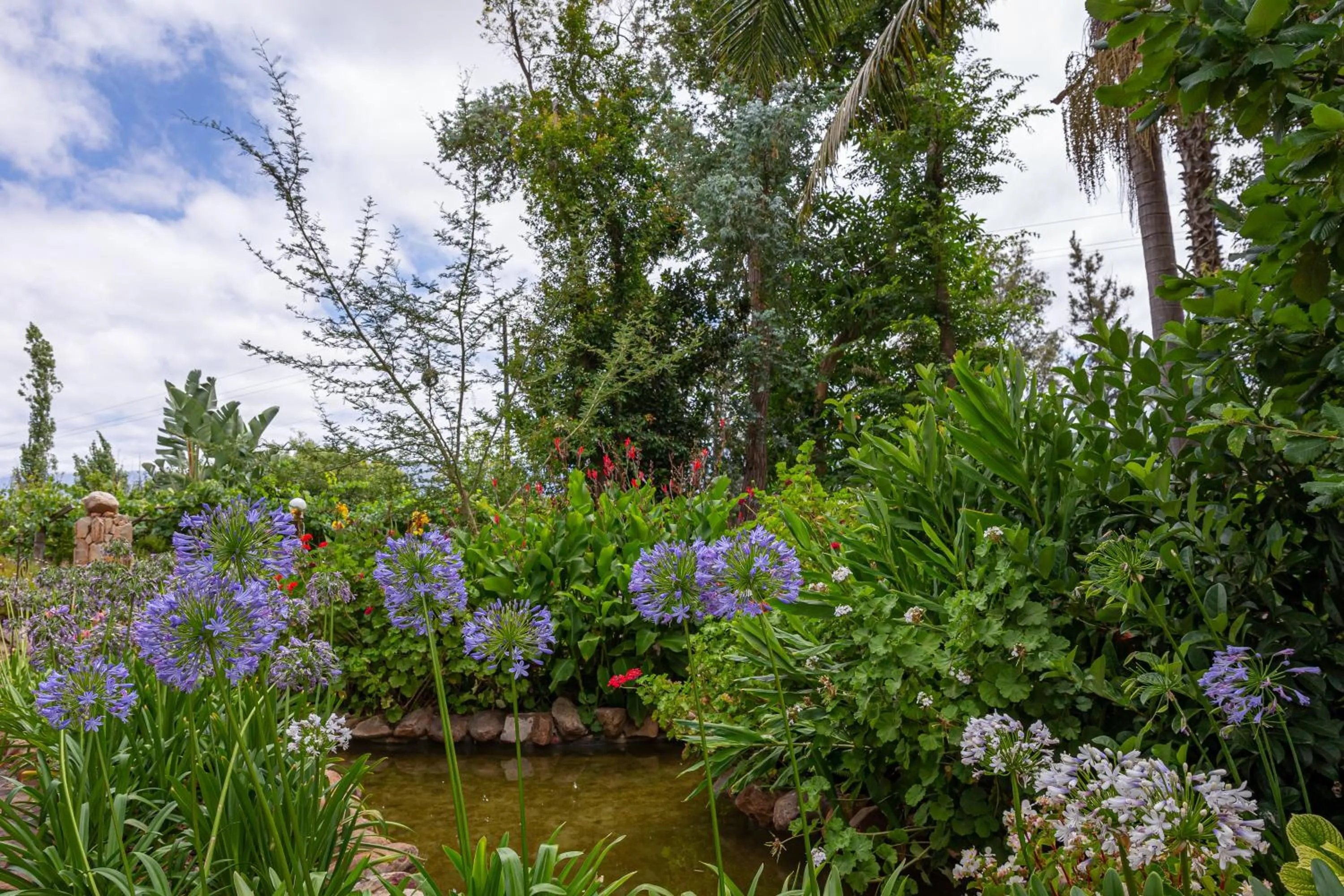 Garden in Green Olive Guesthouse