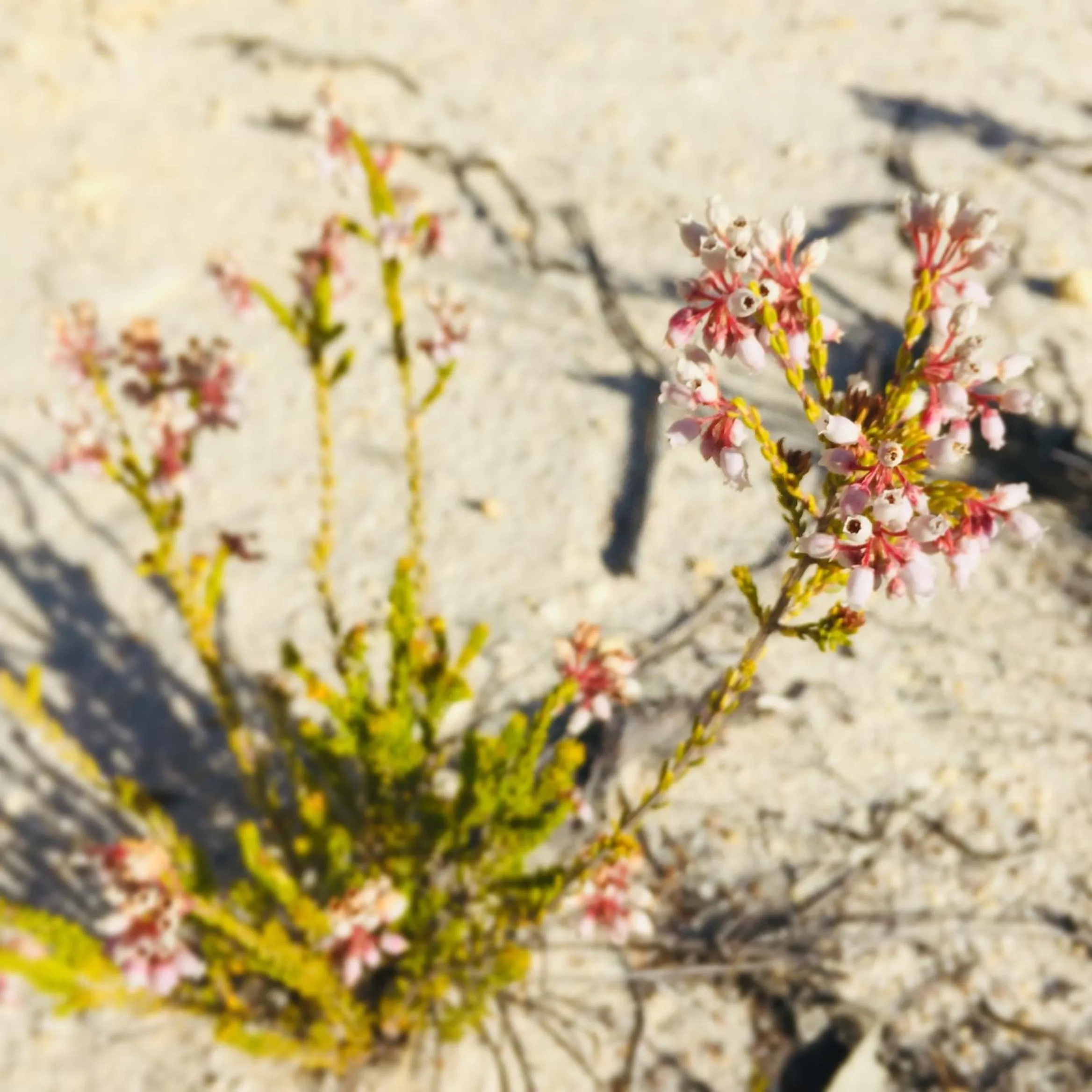 Heiveld Farm Cottages